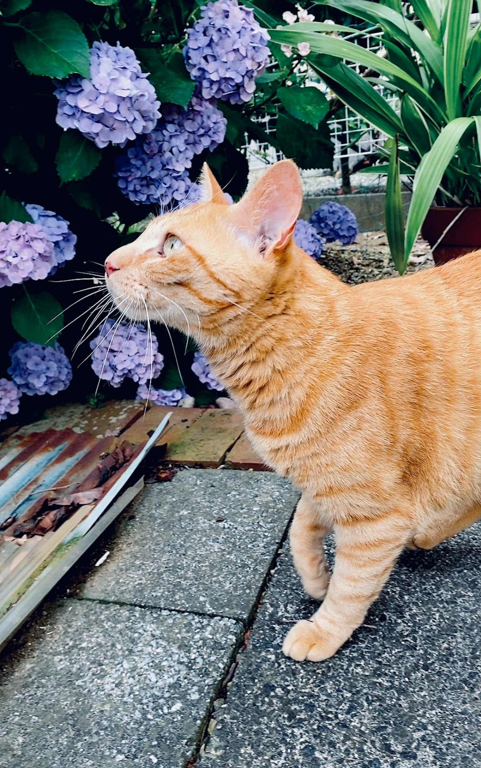 An orange cat standing near purple hydrangea flowers