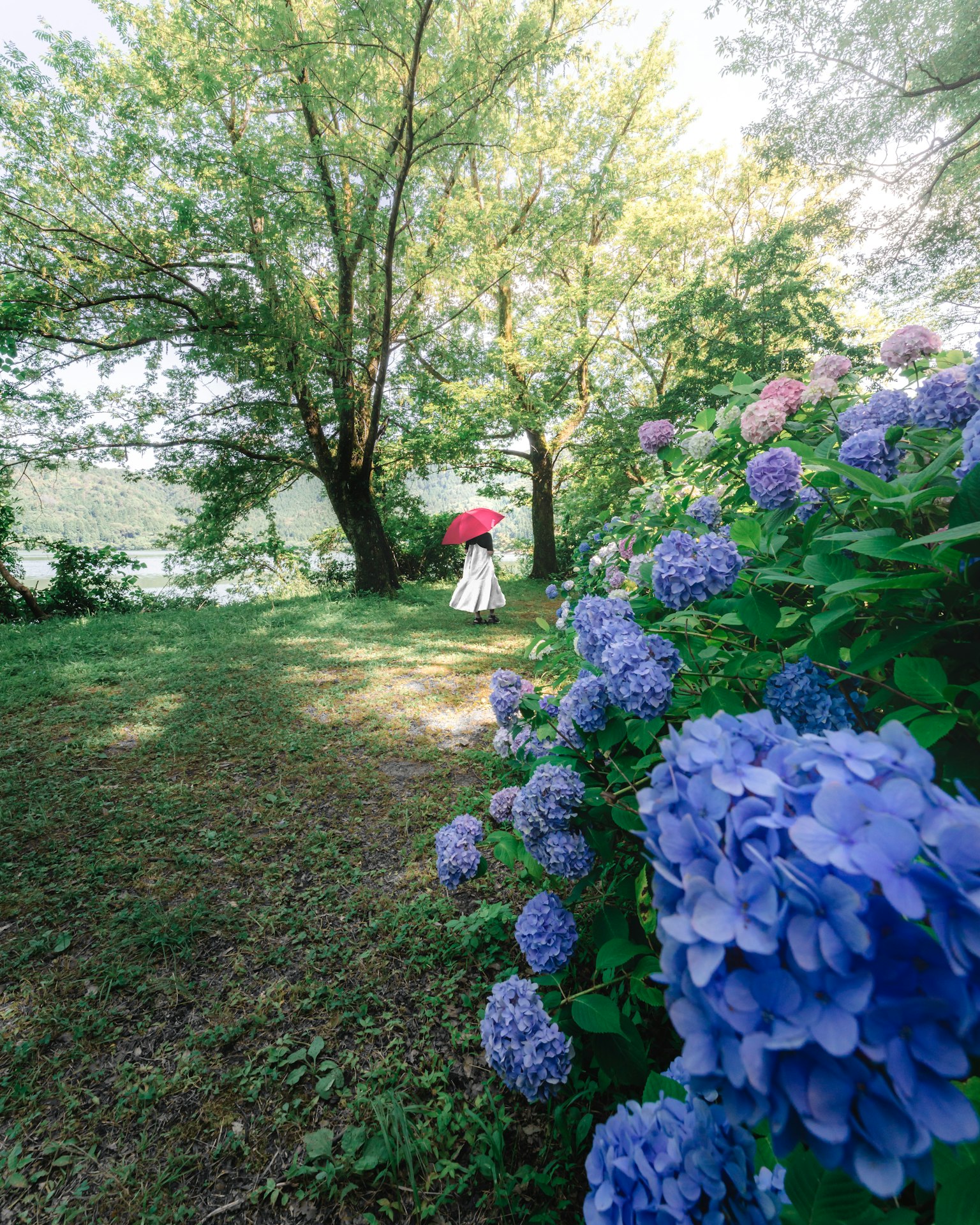 Paesaggio verde lussureggiante con ortensie blu e una persona con un ombrello rosso