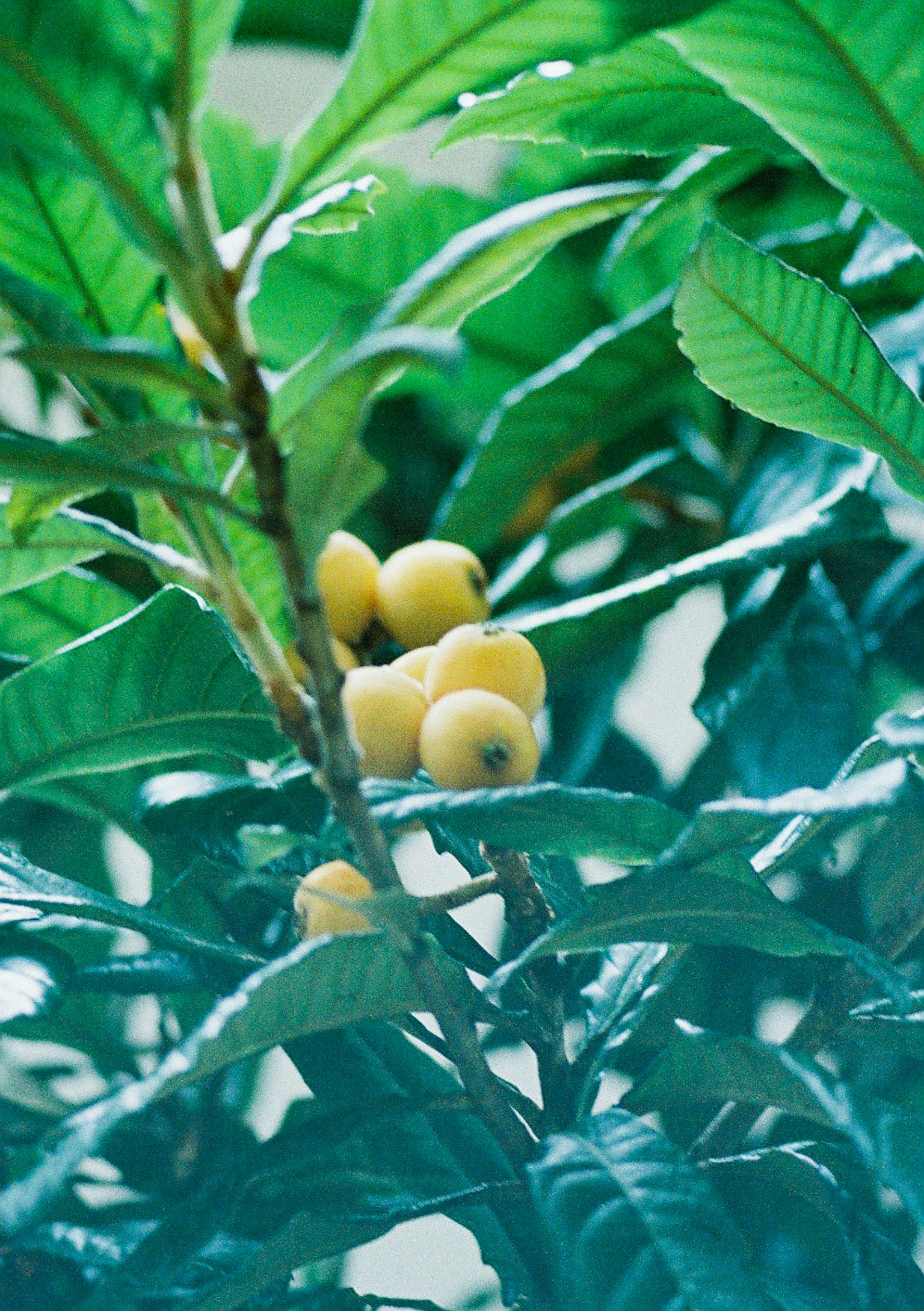 Arbre avec des fruits jaunes entourés de feuilles vertes