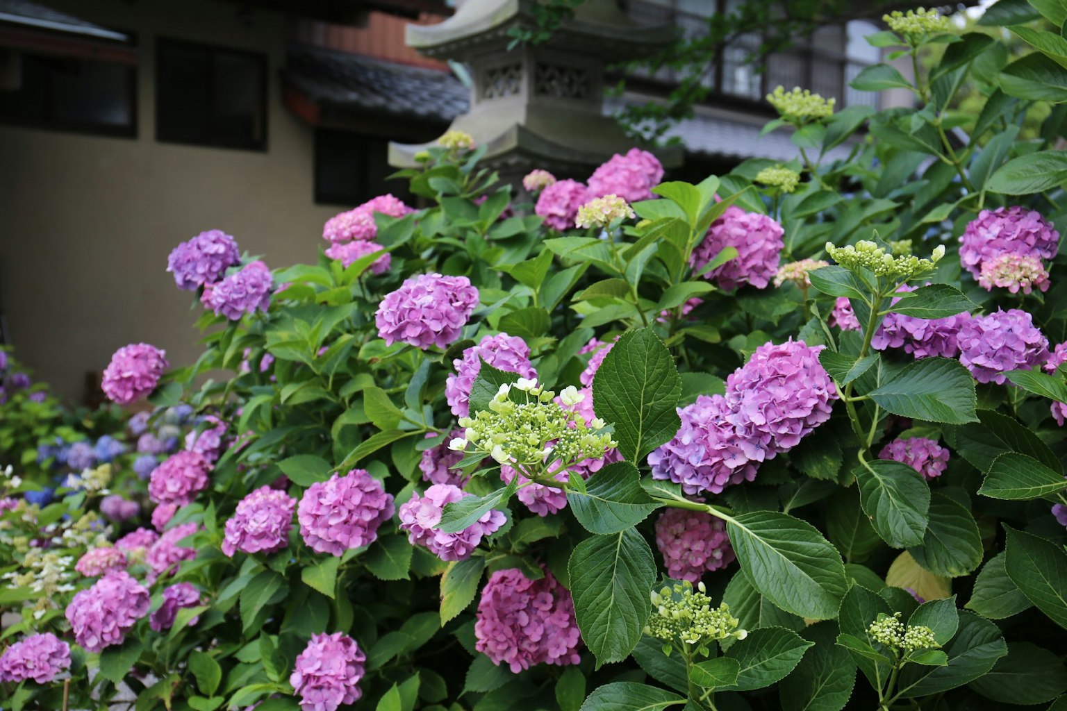 Hydrangea flowers blooming in a garden setting