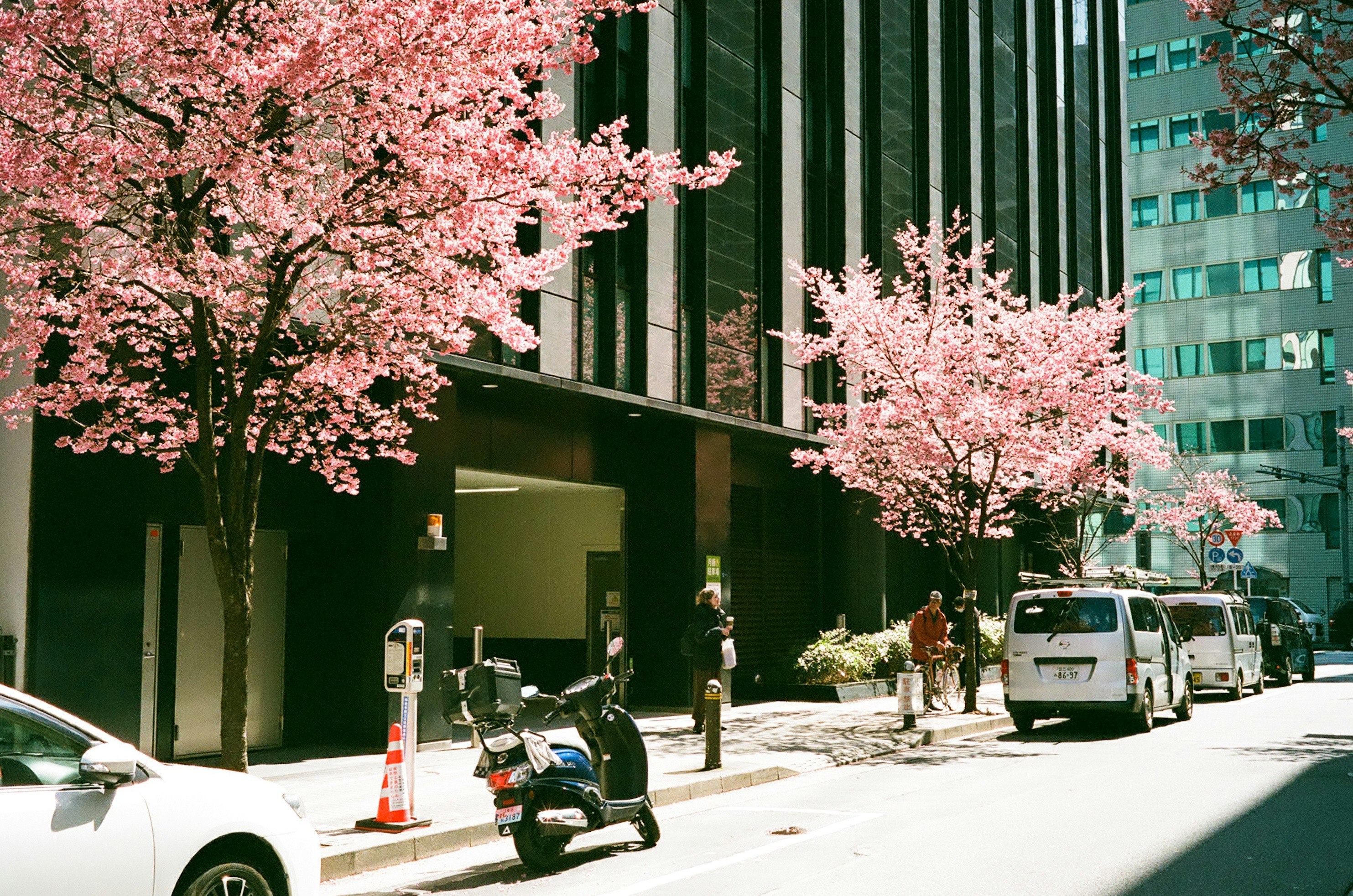 Kirschblüten entlang einer Stadtstraße mit Autos