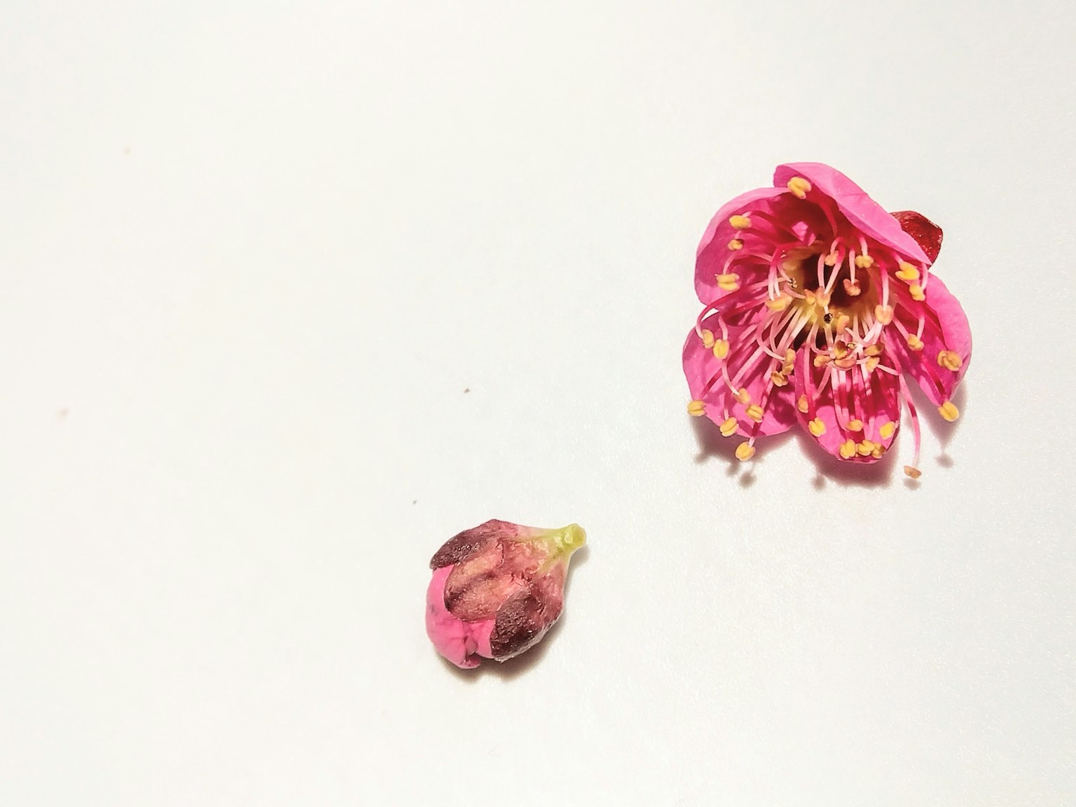 Bunga pink dan kuncup di latar belakang putih