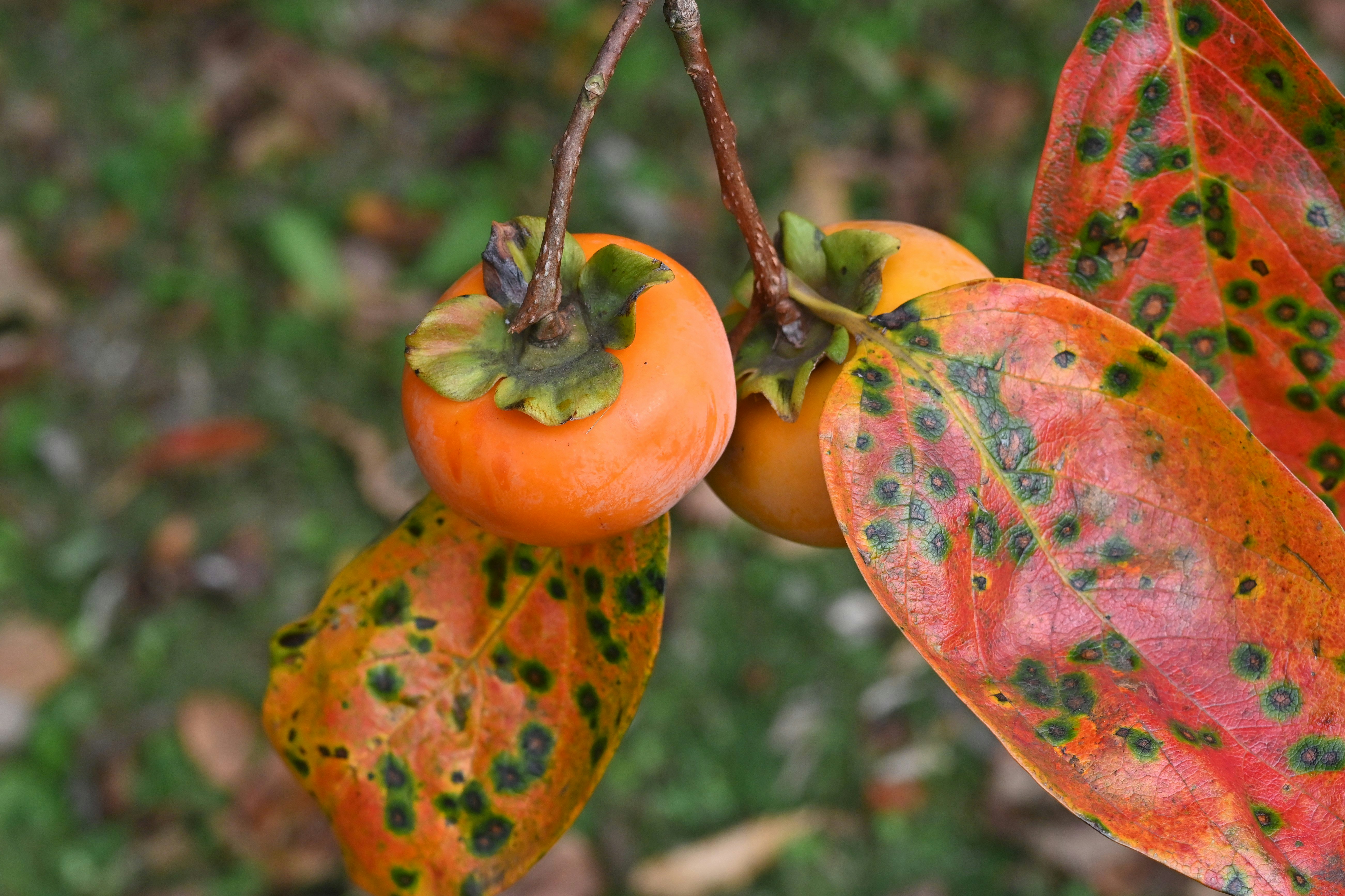 柿の実と紅葉（カキモミジ）の秋の彩り