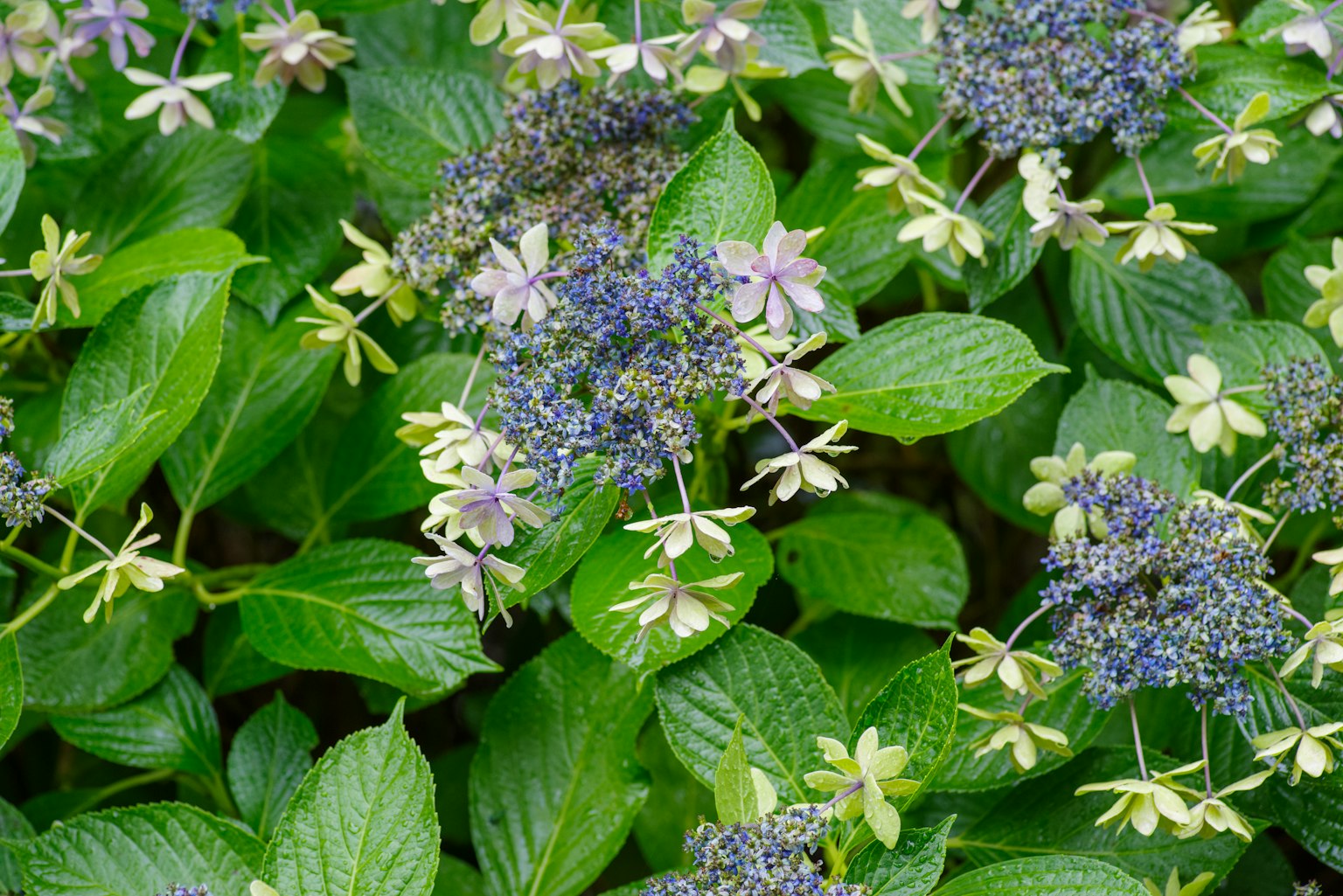 Nahaufnahme einer Pflanze mit blau-lila Blumen und grünen Blättern