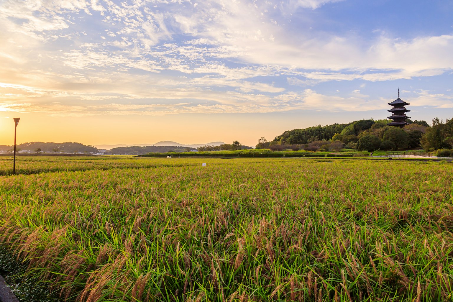 Campo di riso panoramico al tramonto con una pagoda antica