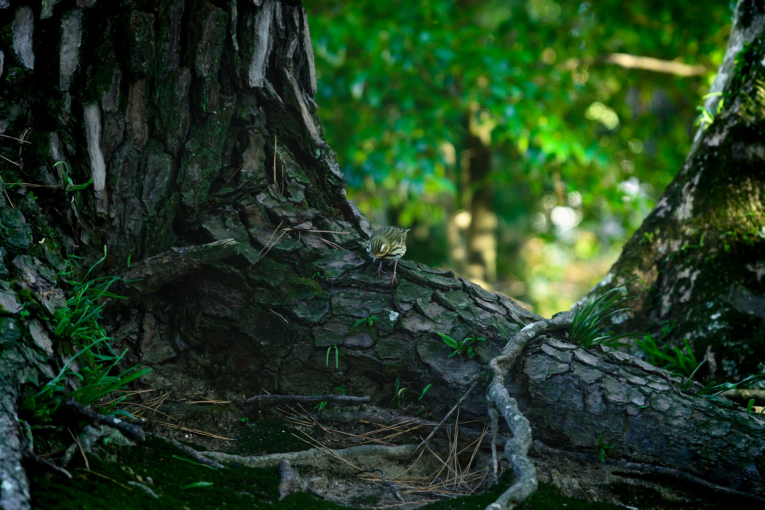 Un piccolo animale nascosto alla base di un albero con uno sfondo verde vibrante