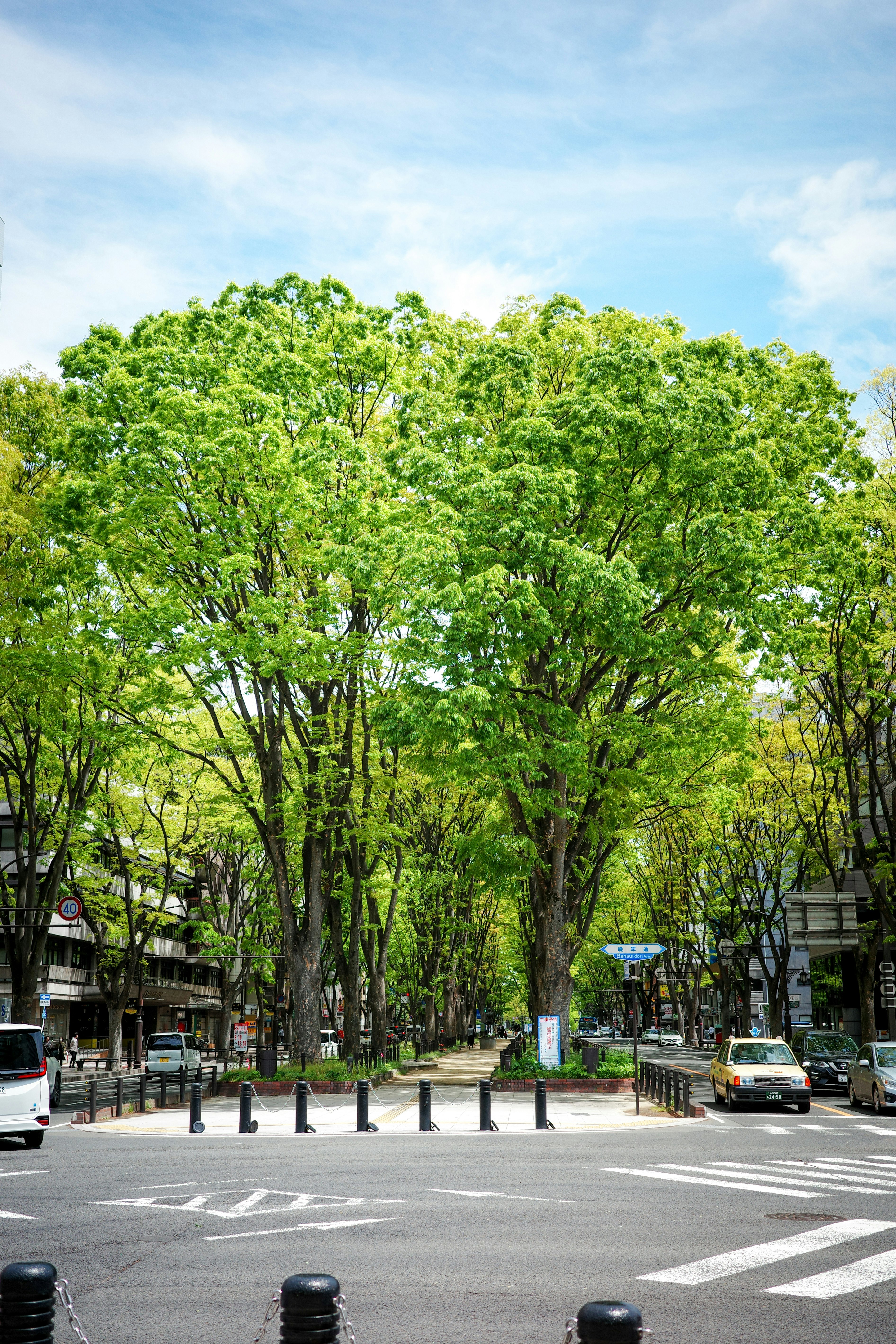 rue bordée d’arbres avec des véhicules à un carrefour