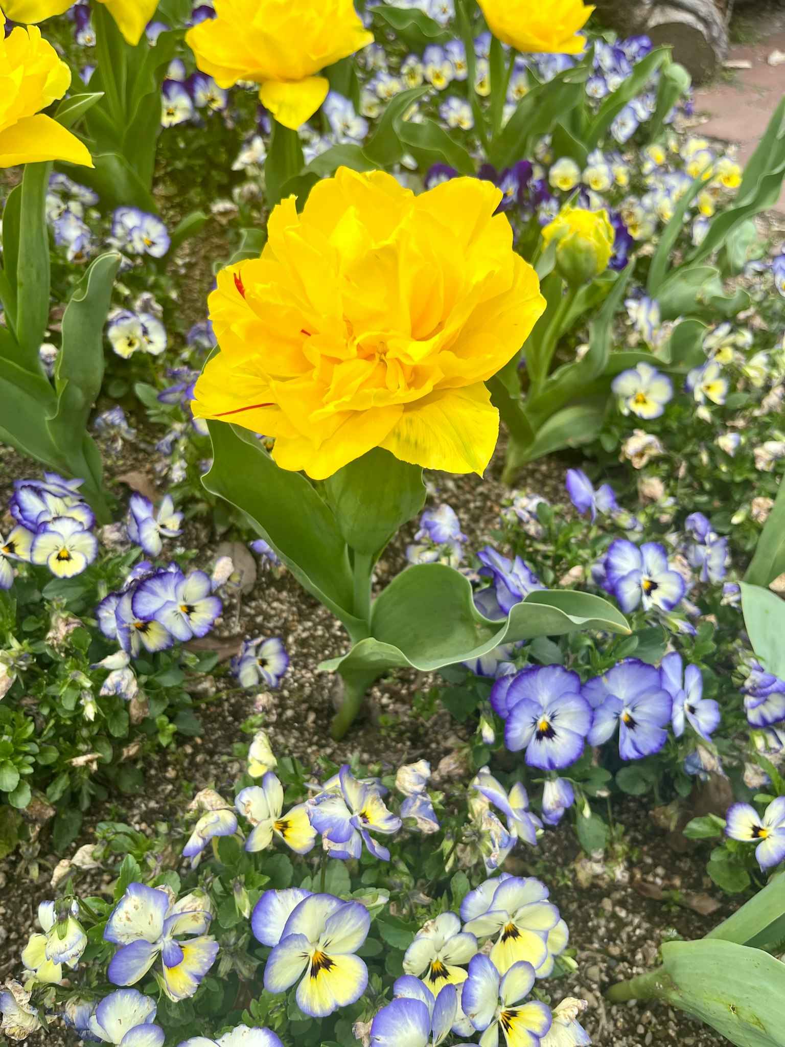 ดอกไม้สีเหลืองขนาดใหญ่ล้อมรอบด้วยดอกพานซีสีน้ำเงินในสวน