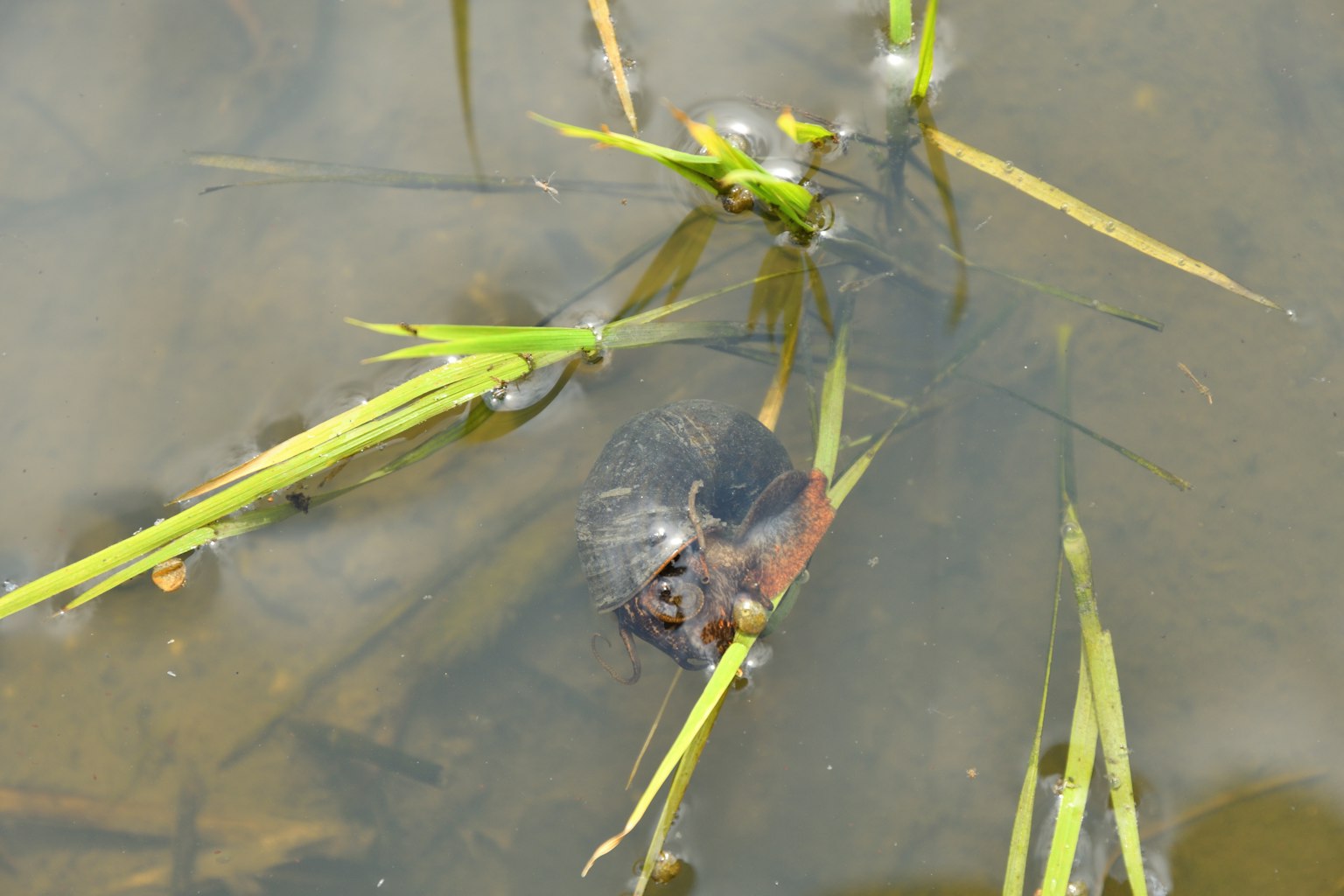 Imagen en primer plano de hierba flotando en el agua con una pequeña criatura