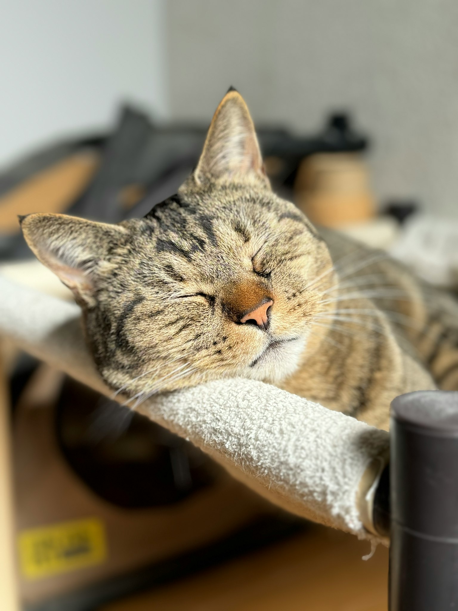Un chat rayé brun dormant sur un arbre à chat