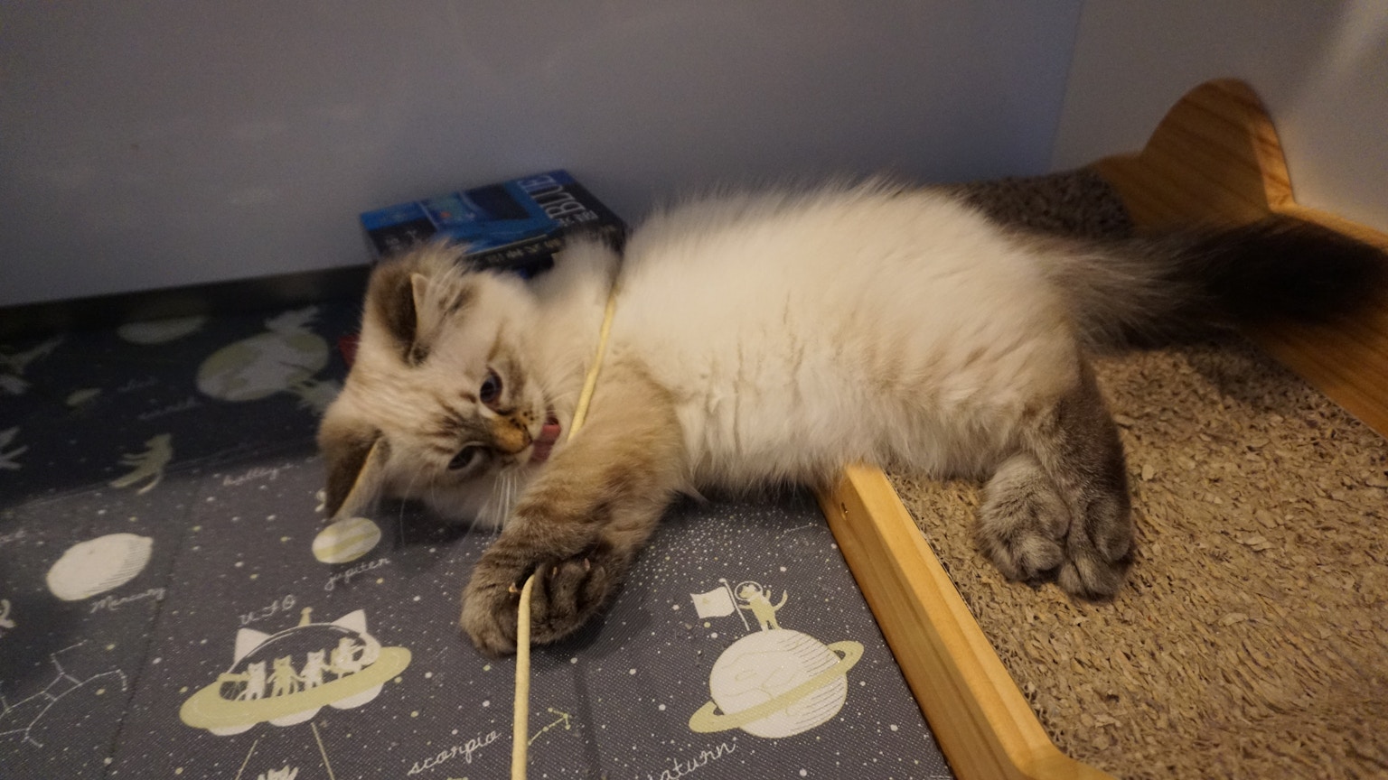 Un chaton joueur avec un pelage blanc et des taches grises allongé sur une surface à motifs