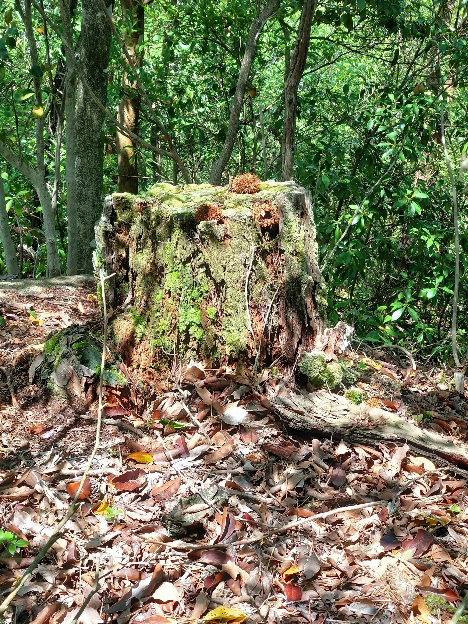 Tocón de árbol cubierto de musgo en un bosque con hojas esparcidas alrededor