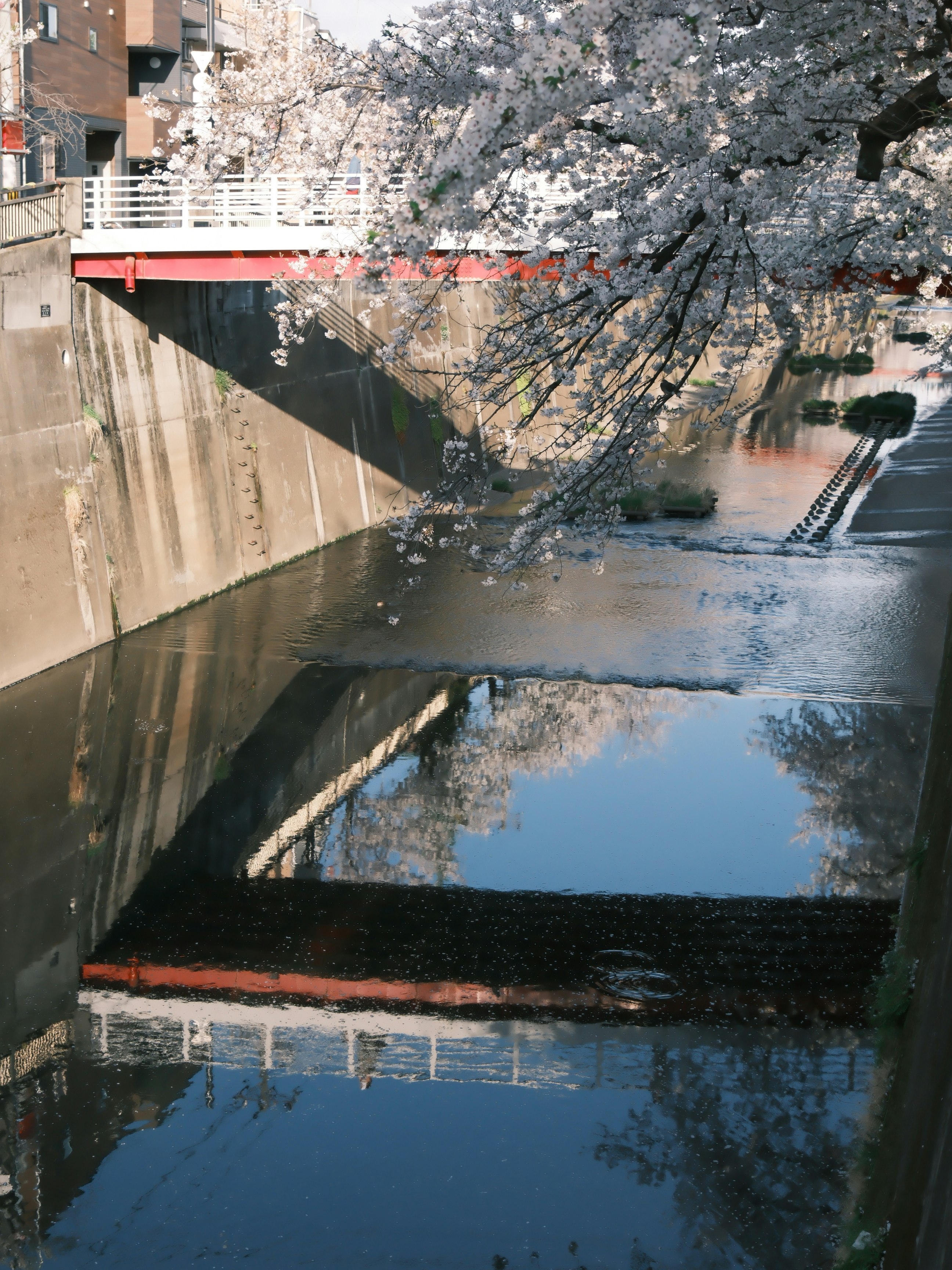 桜の枝がかかる川沿いの堰と水面