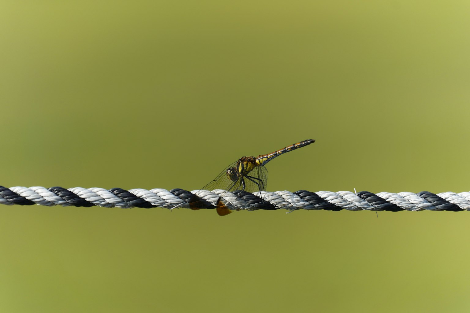 Image en gros plan d'un libellule posée sur une corde