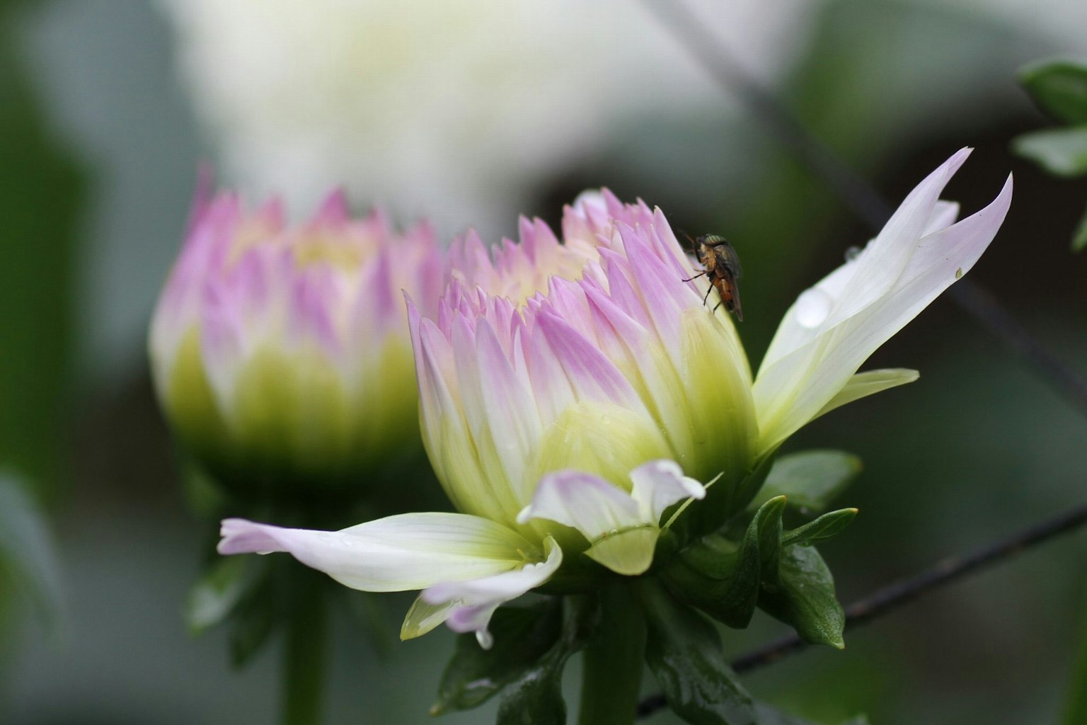 Nahaufnahme von schönen Blumen mit bunten Blütenblättern