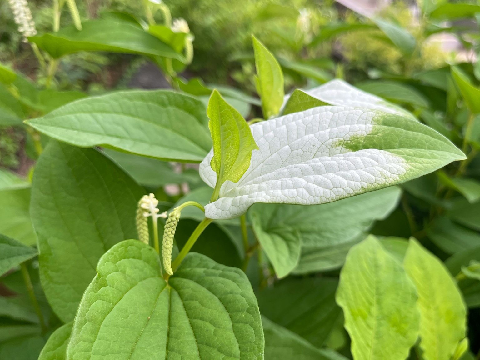 特寫植物，具有白色和綠色葉子