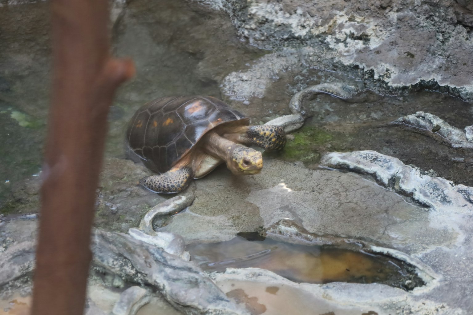 Una tortuga descansando sobre rocas en un entorno acuático natural