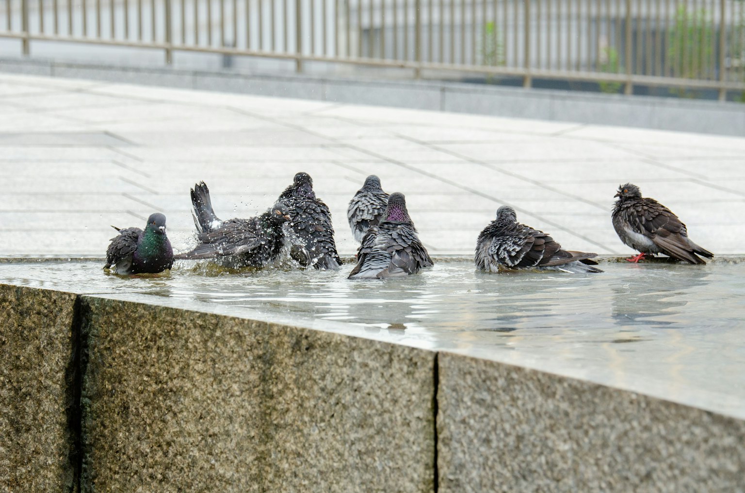 Un groupe de pigeons jouant dans une flaque d'eau