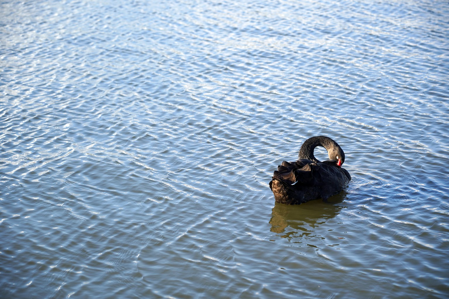 Ein schwarzer Schwan krümmt elegant seinen Hals, während er auf dem Wasser schwimmt