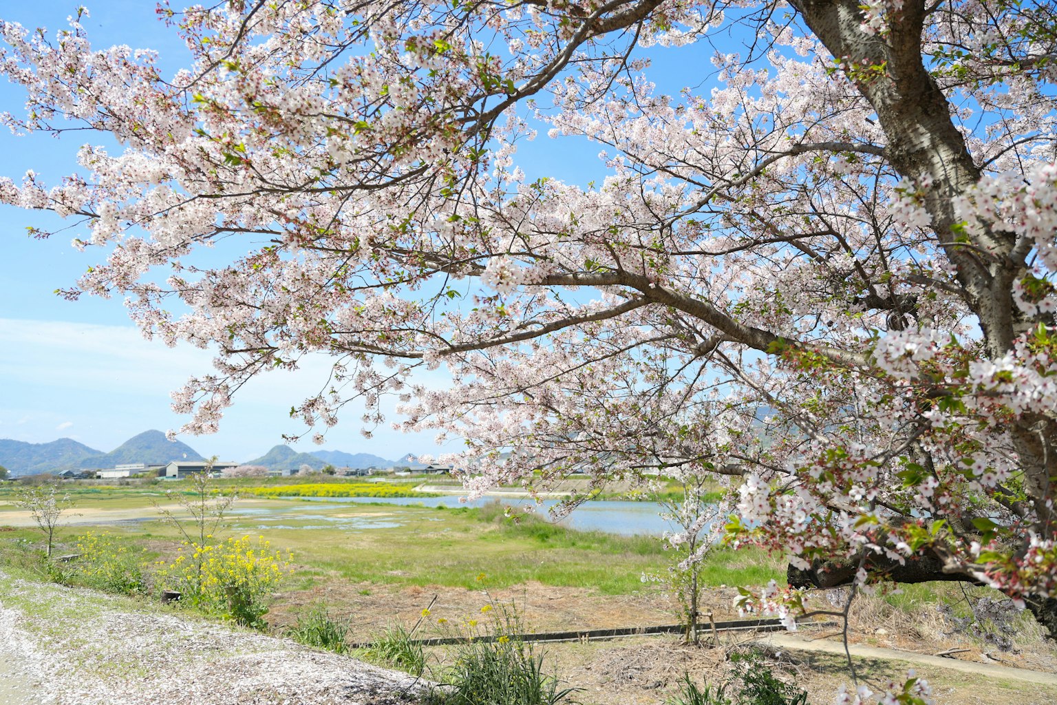 Bellissimo paesaggio con ciliegi in fiore e cielo azzurro