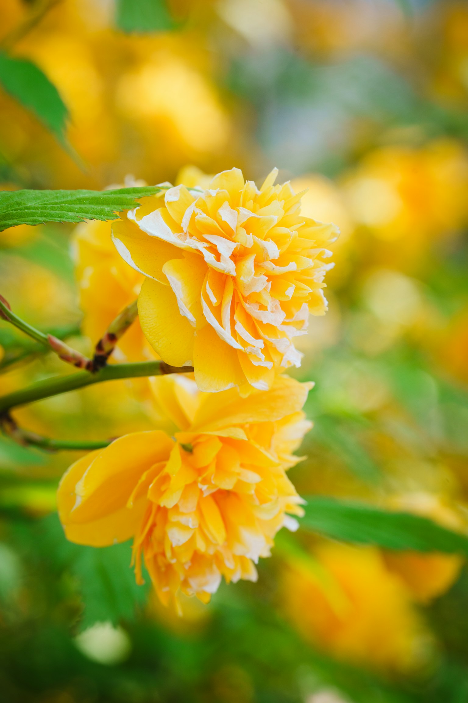 photo-W5q3tg9rrw3phPGCOmCm-image