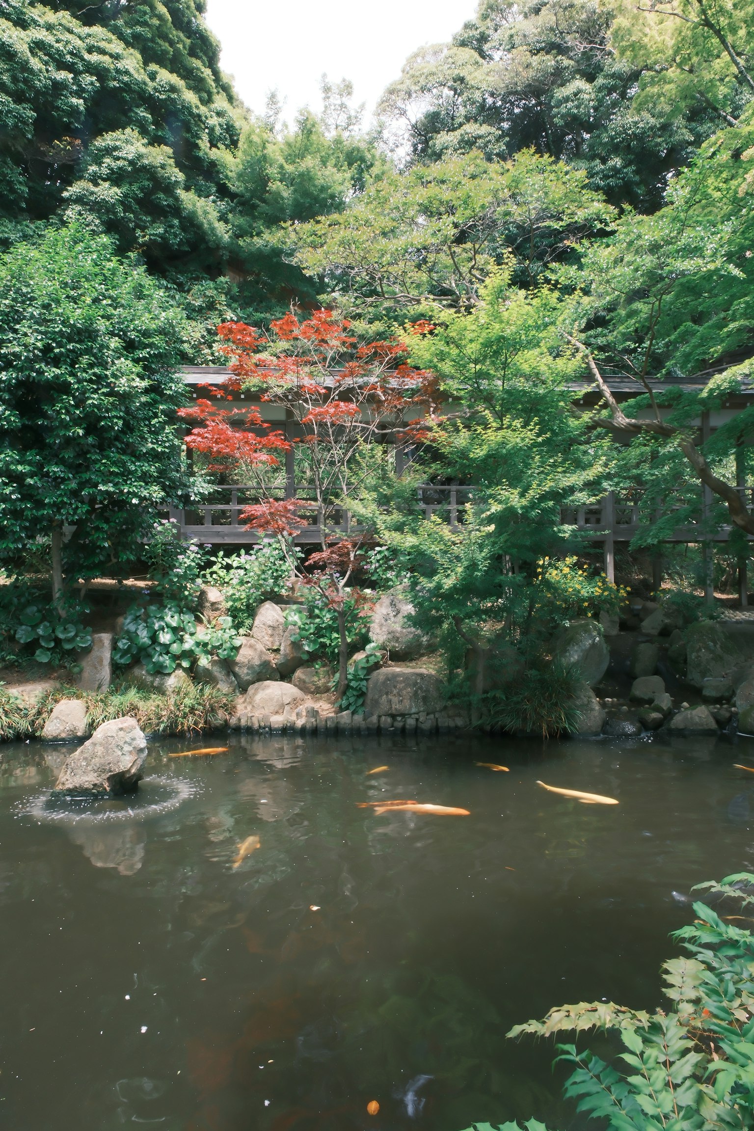Jardin japonais pittoresque avec étang entouré de verdure luxuriante