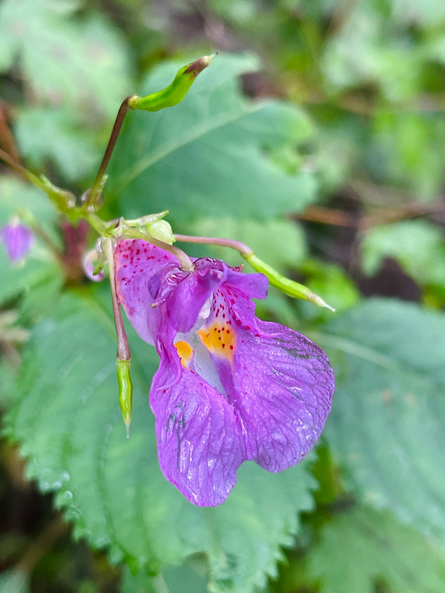 Fleur violette entourée de feuilles vertes