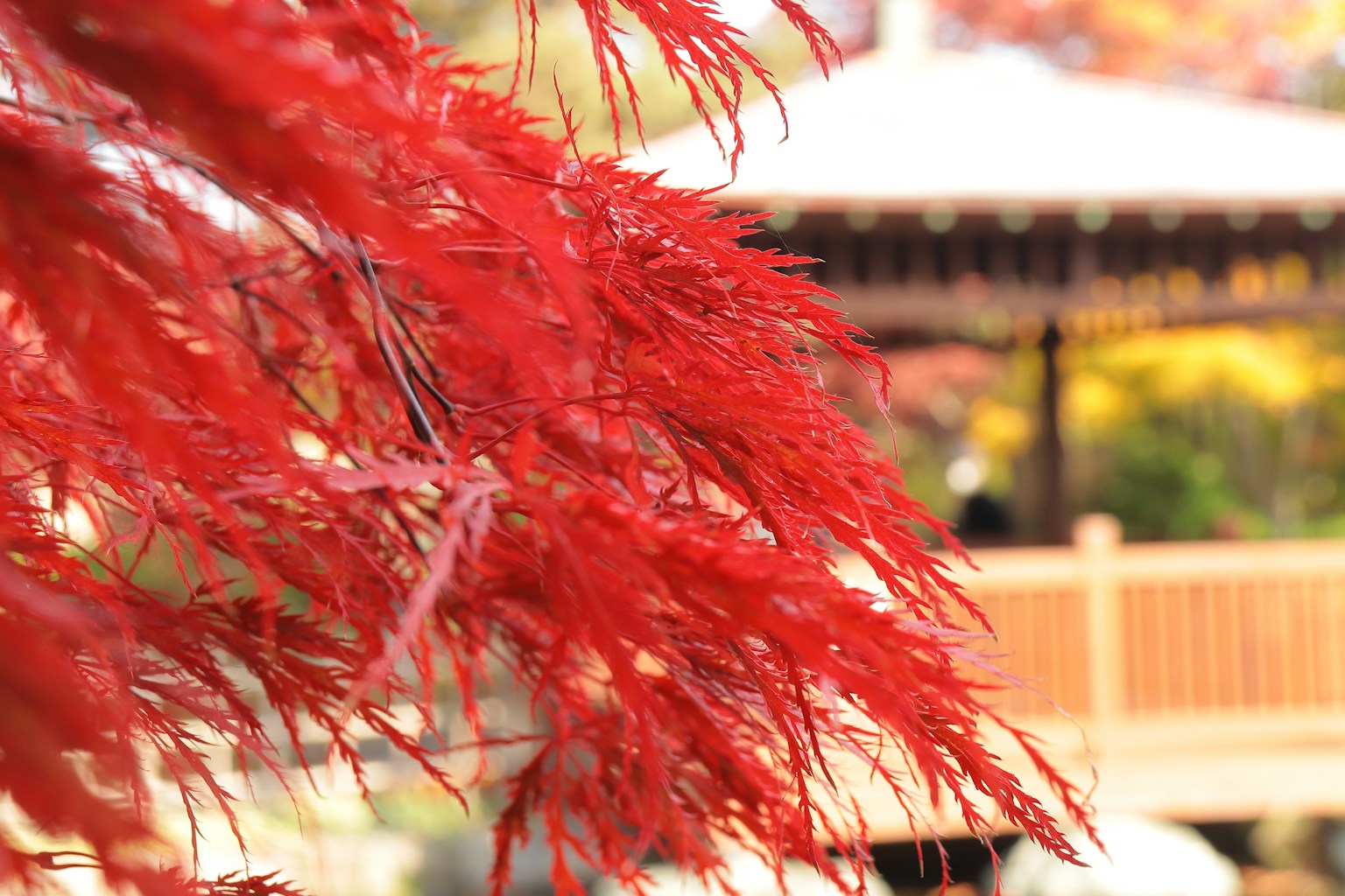 Vibrant red leaves with a gazebo in the background