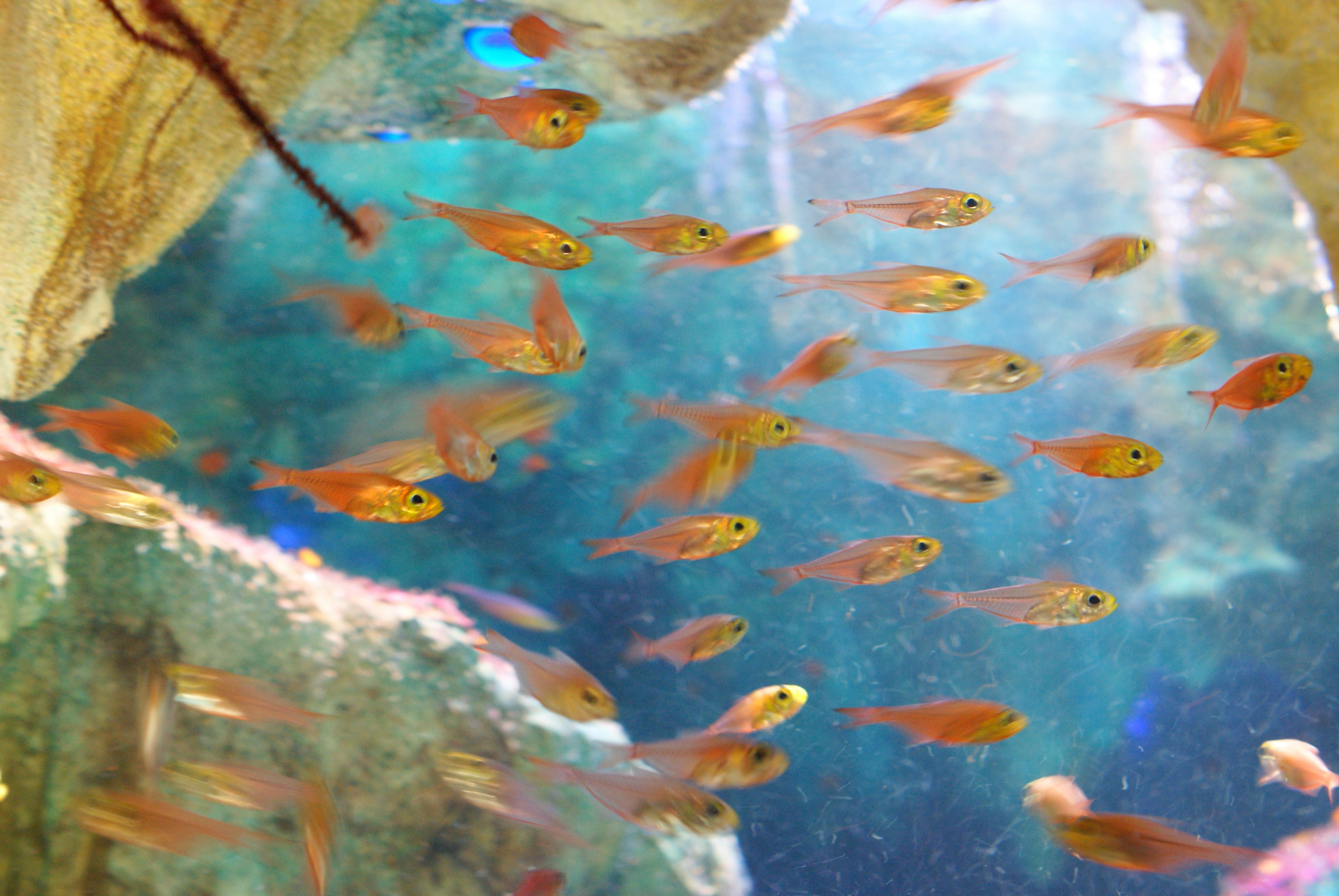 school of colorful tropical fish swimming in an aquarium