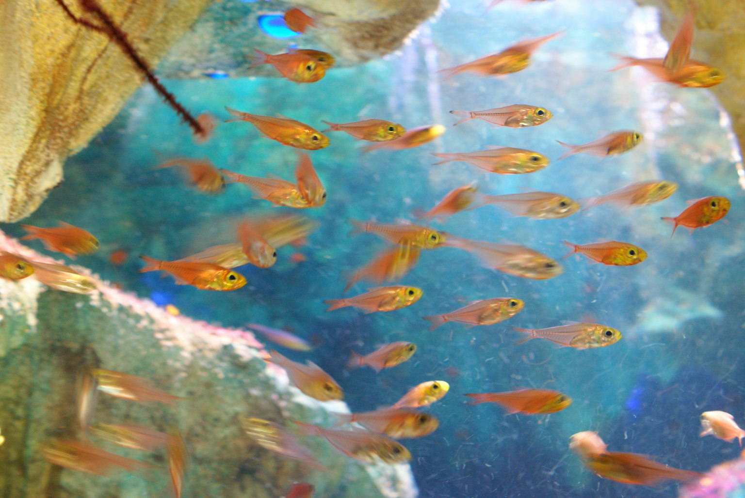 Un banco di piccoli pesci arancioni che nuotano in acqua chiara circondati da rocce