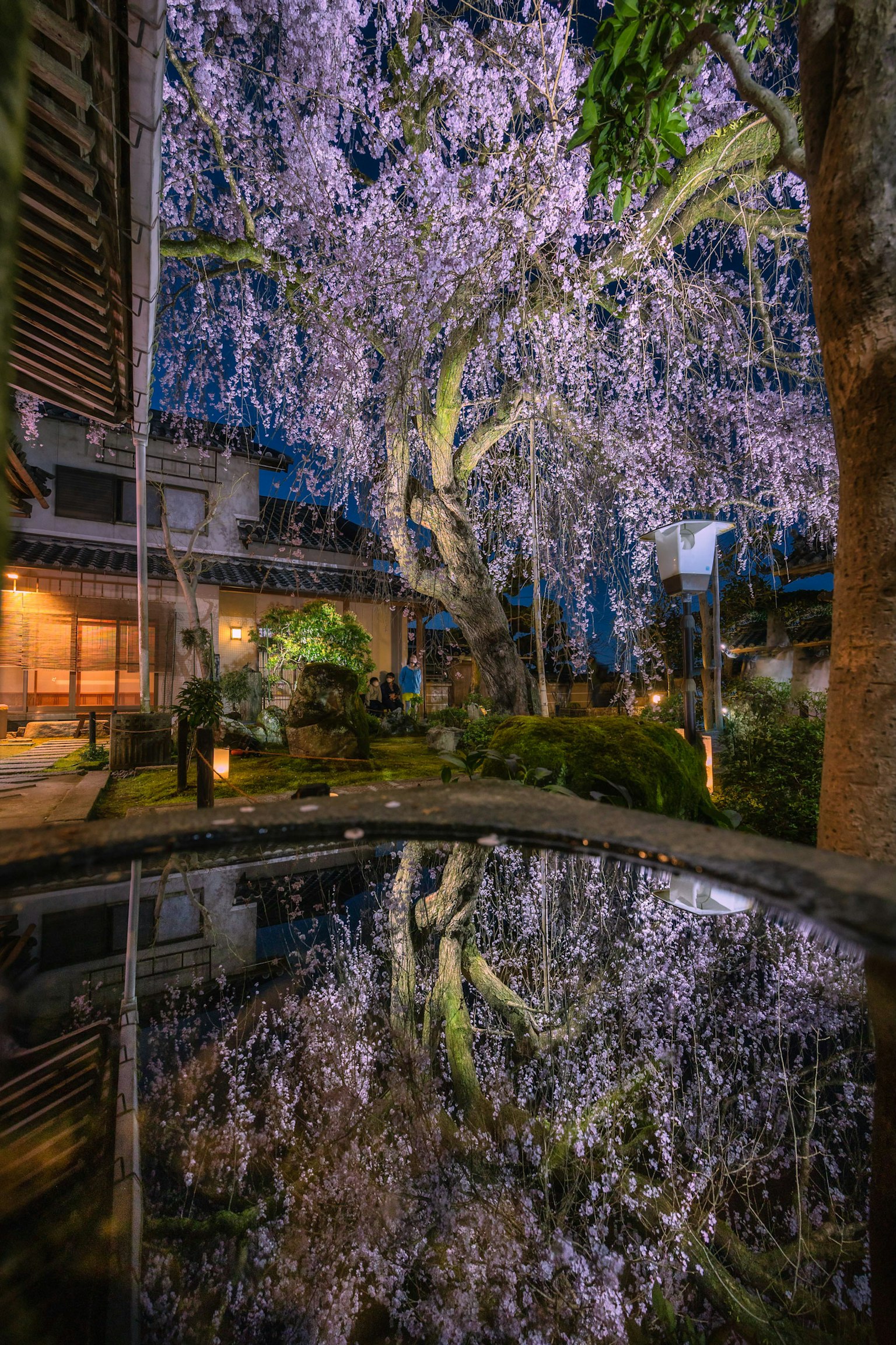 夜晚的日本花園，櫻花樹及其在池塘中的倒影