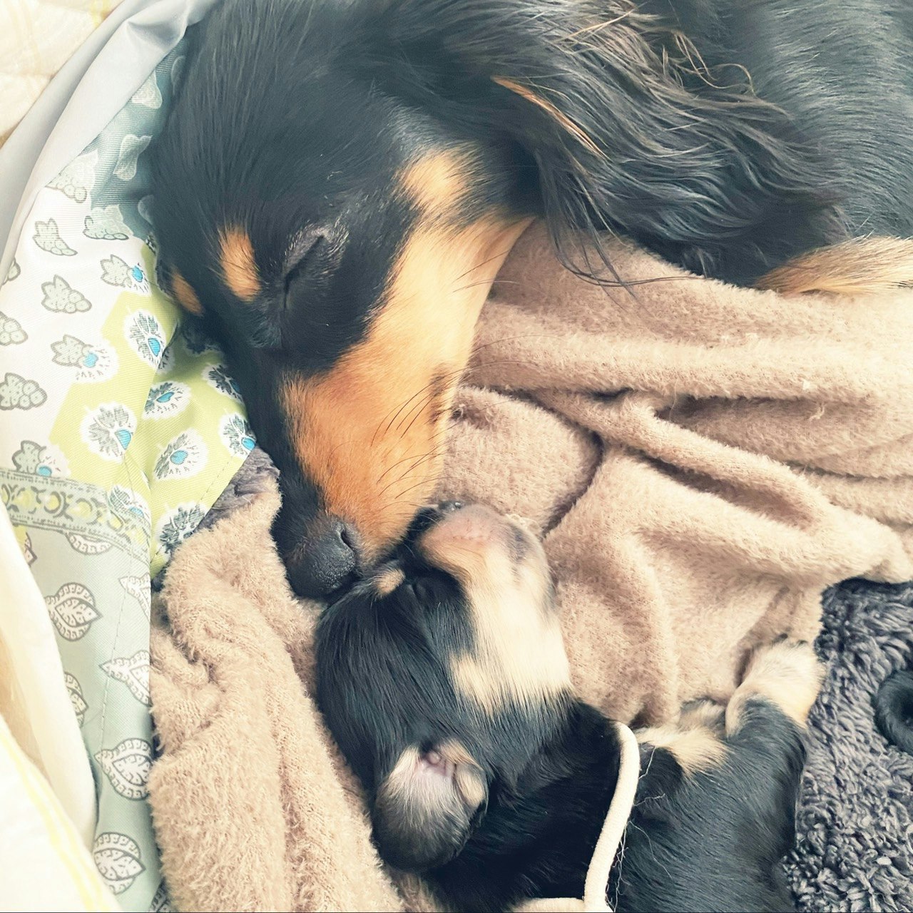 腊肠犬亲子在床上依偎入睡的样子