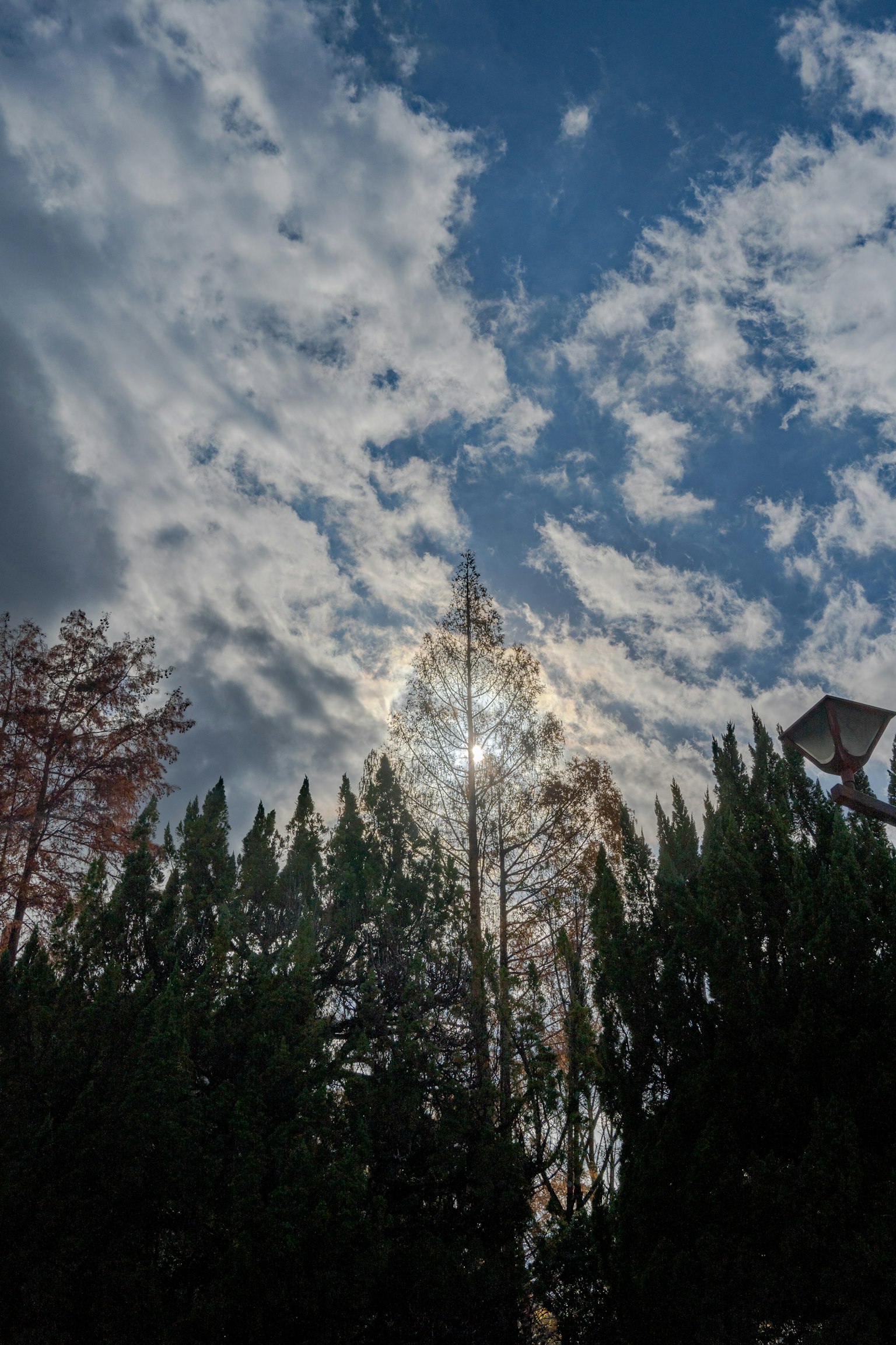 Silhouette of trees against a backdrop of blue sky and white clouds