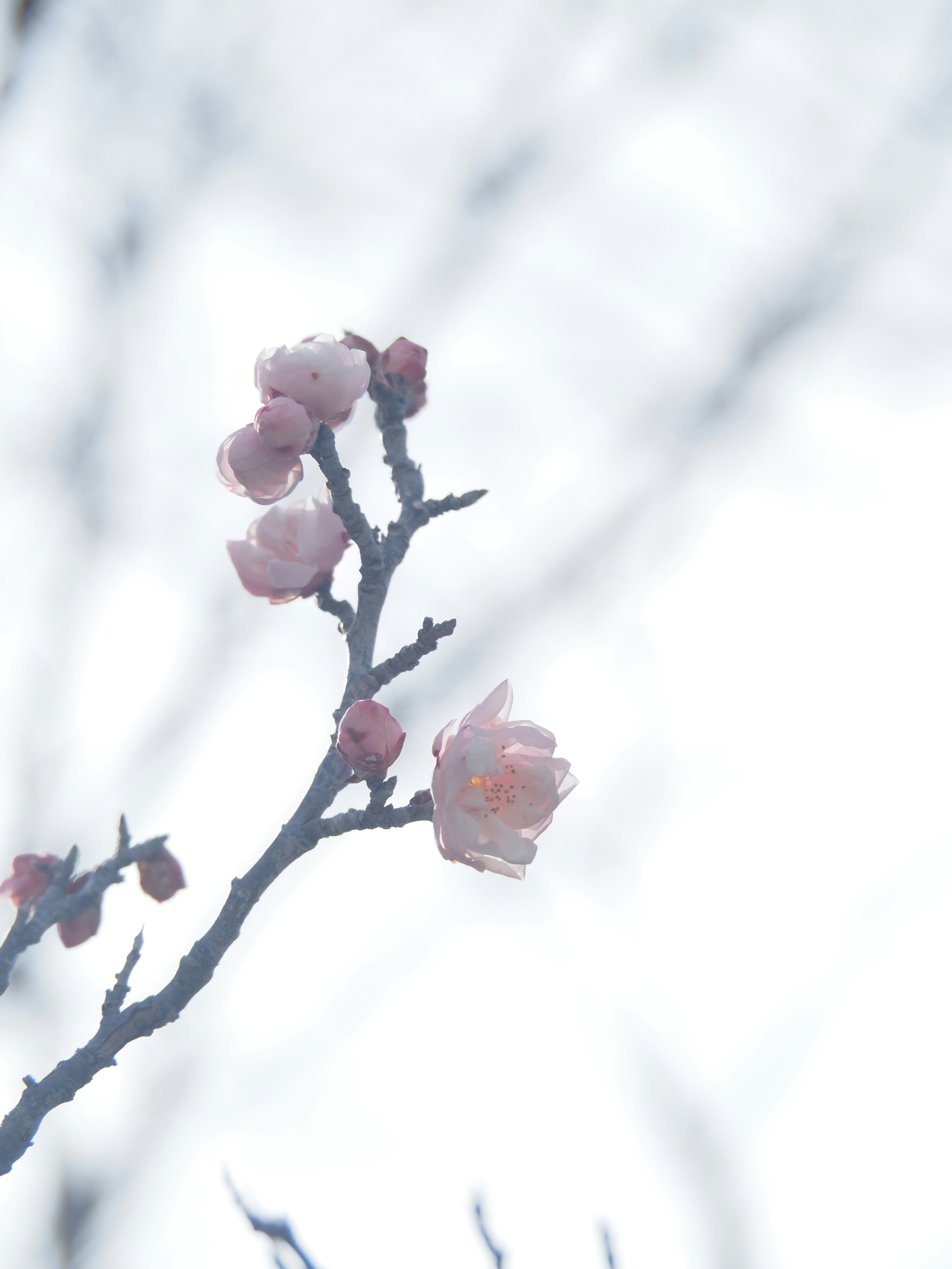 Nahaufnahme von Pflaumenblüten an einem Zweig