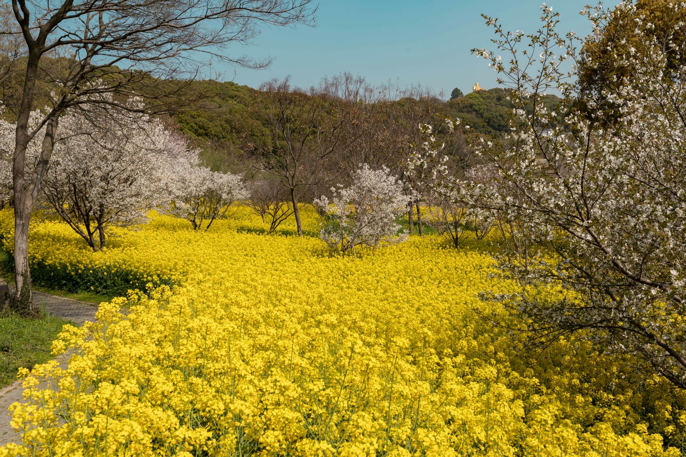 菜の花畑と桜の咲く春の丘陵風景