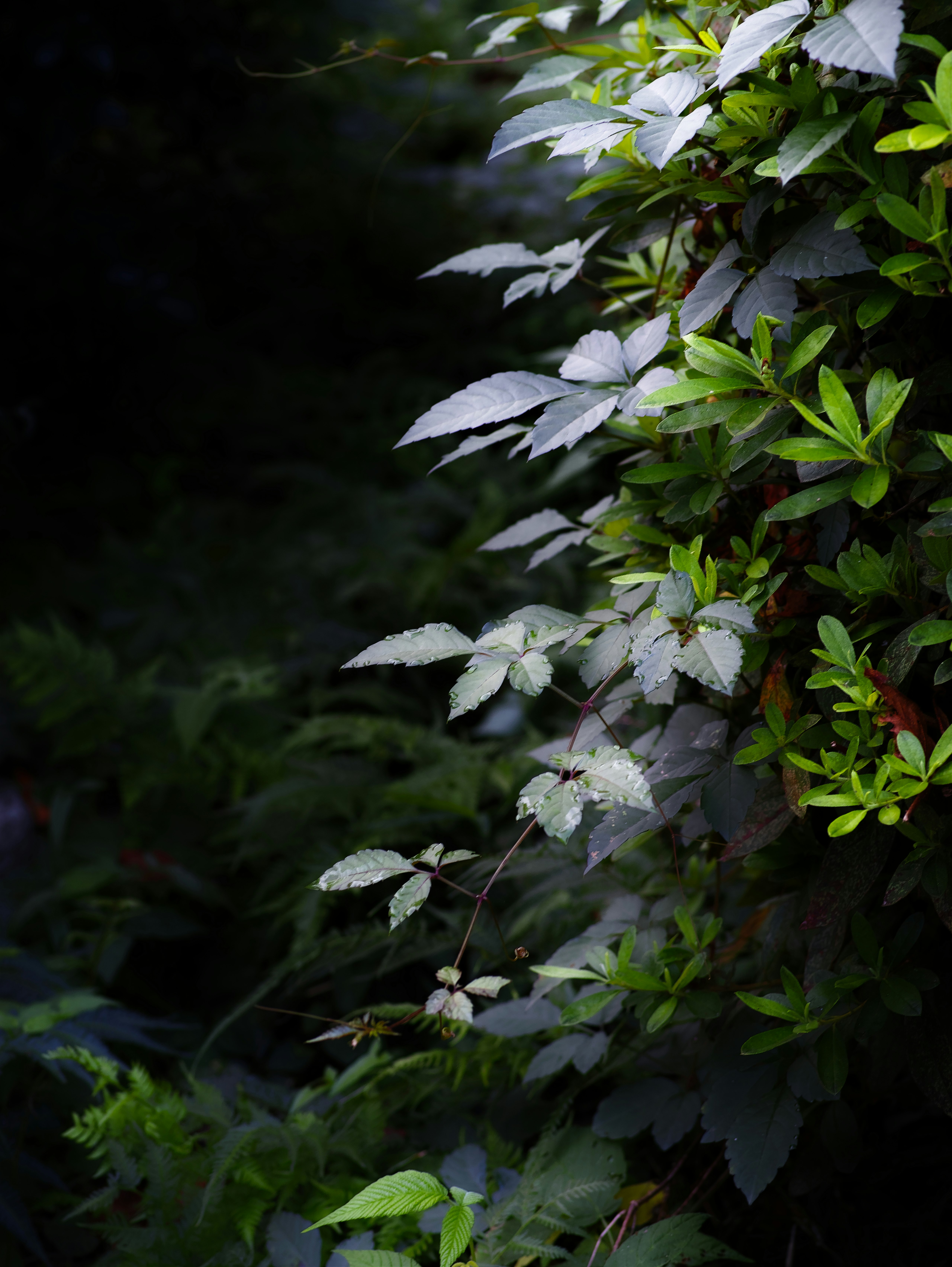 茂みの葉と白い花が寄り添う自然の小さな景色