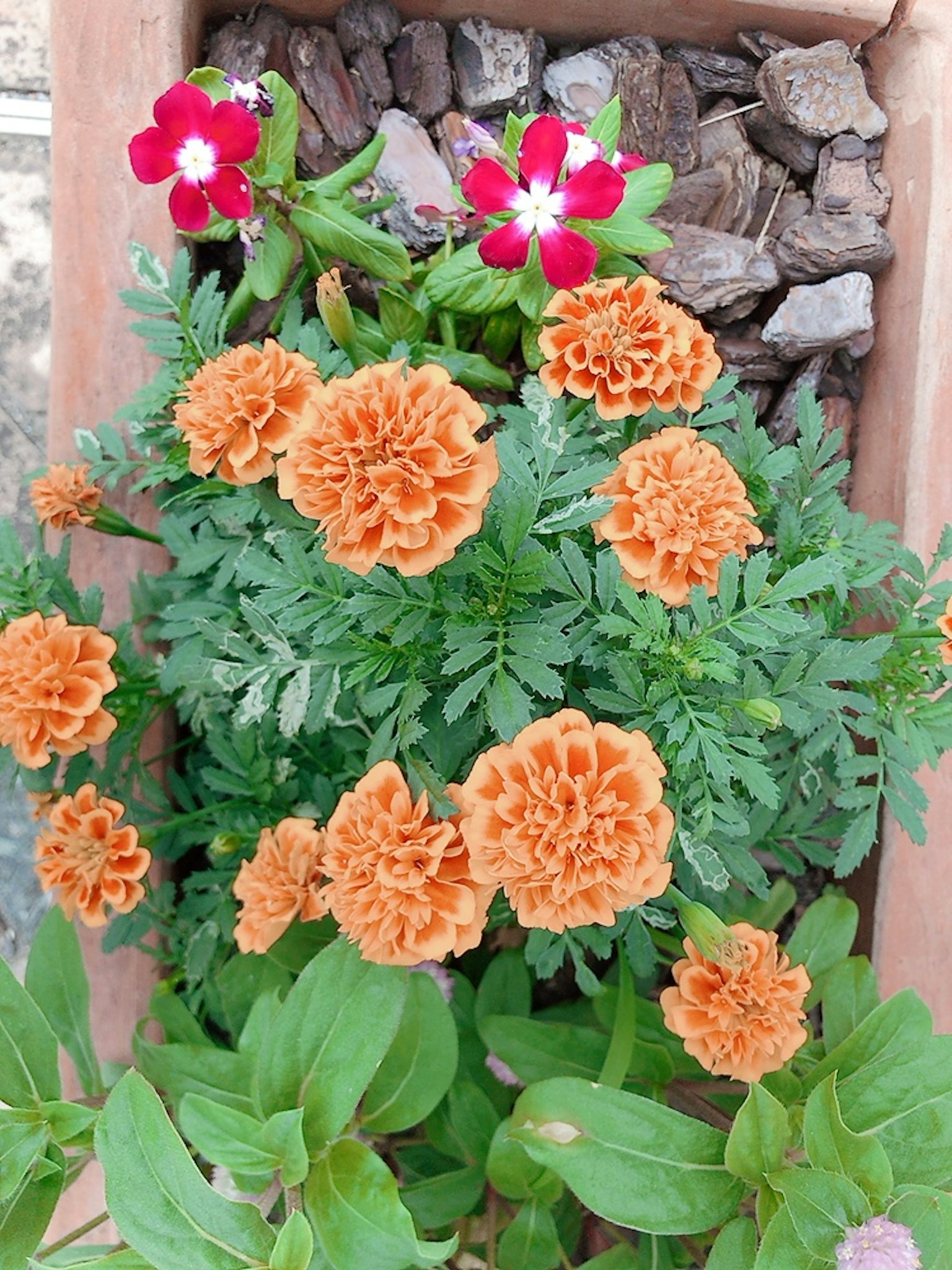Bunga marigold oranye dan merah yang mekar dalam pot