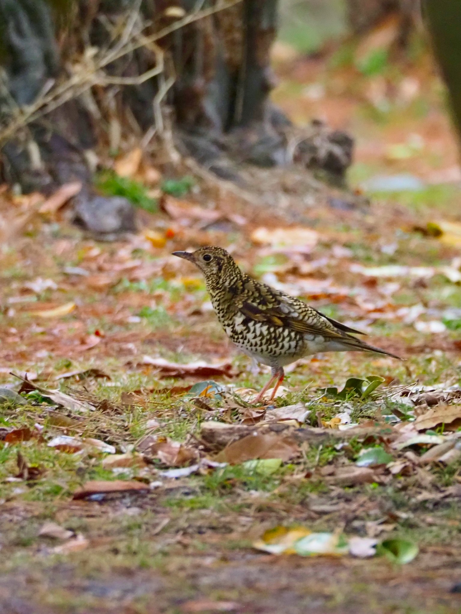 Un pájaro de pie en el suelo con plumas manchadas de marrón y blanco rodeado de hojas caídas y árboles