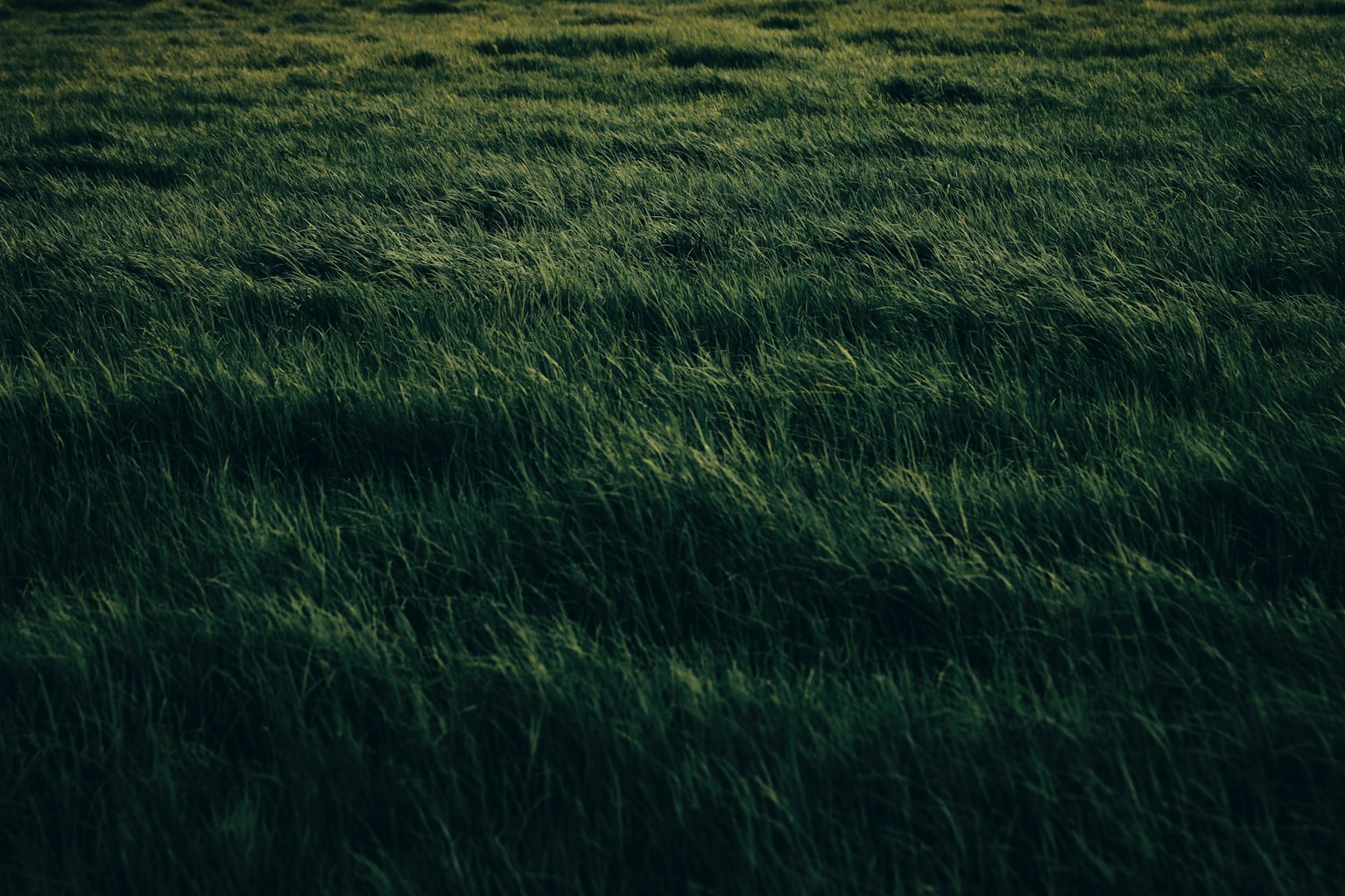 郁郁葱葱的绿色草地图像，带有轻柔的波浪