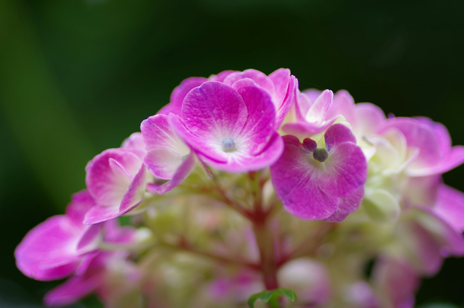 Nahaufnahme von lebhaften rosa Blumen mit grünem Hintergrund