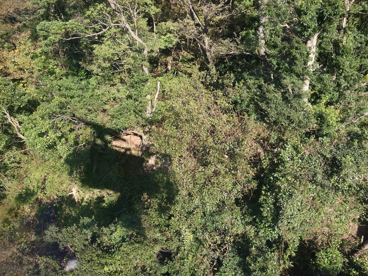 Vista aérea de un bosque frondoso con sombras de árboles