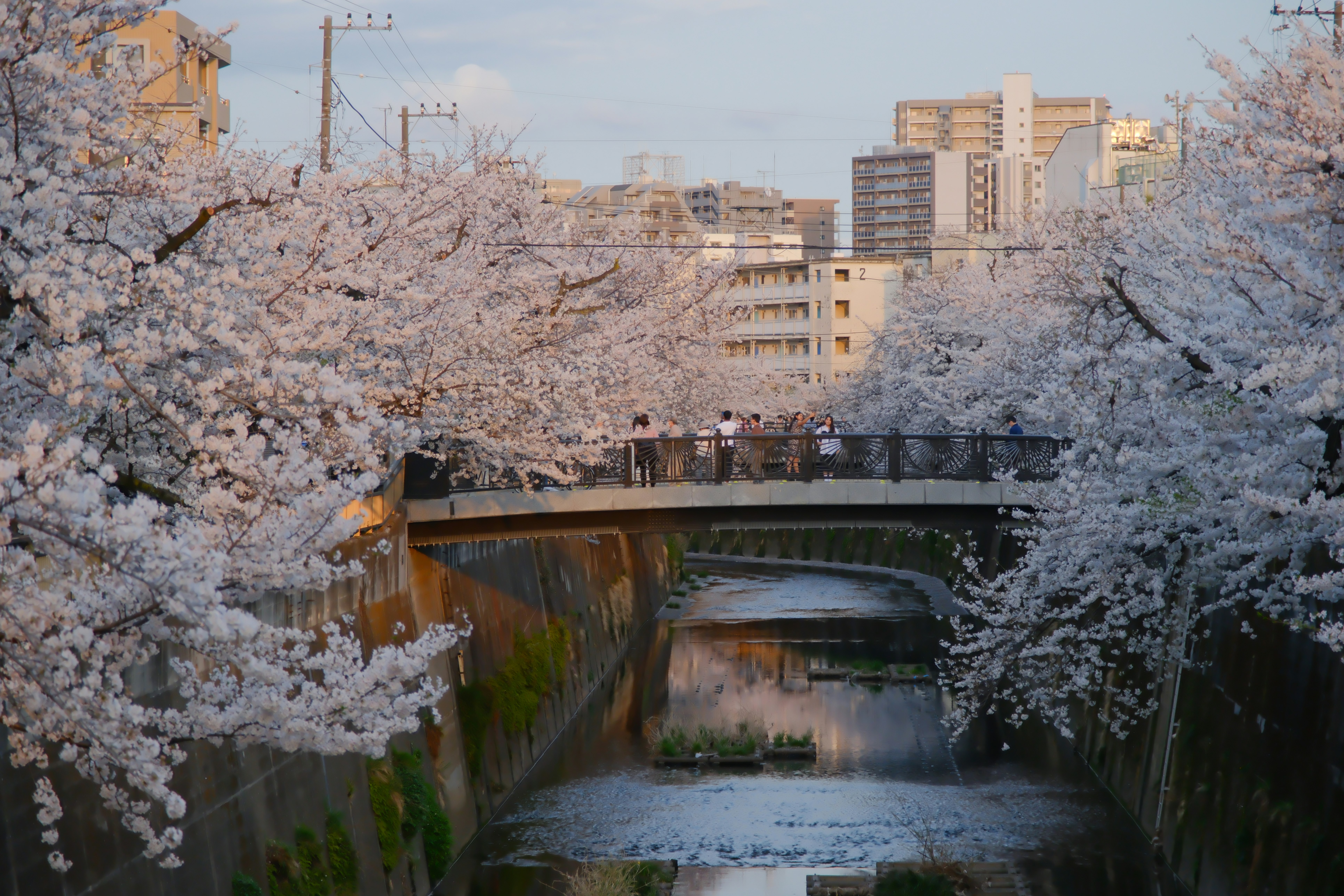 ทิวทัศน์เมืองฤดูใบไม้ผลิพร้อมสะพานเหนือคลองที่เรียงรายด้วยดอกซากุระ