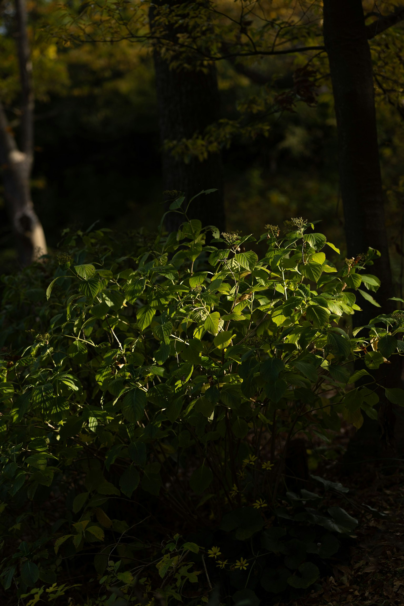 Un arbusto con hojas verdes iluminadas por la luz en un bosque oscuro