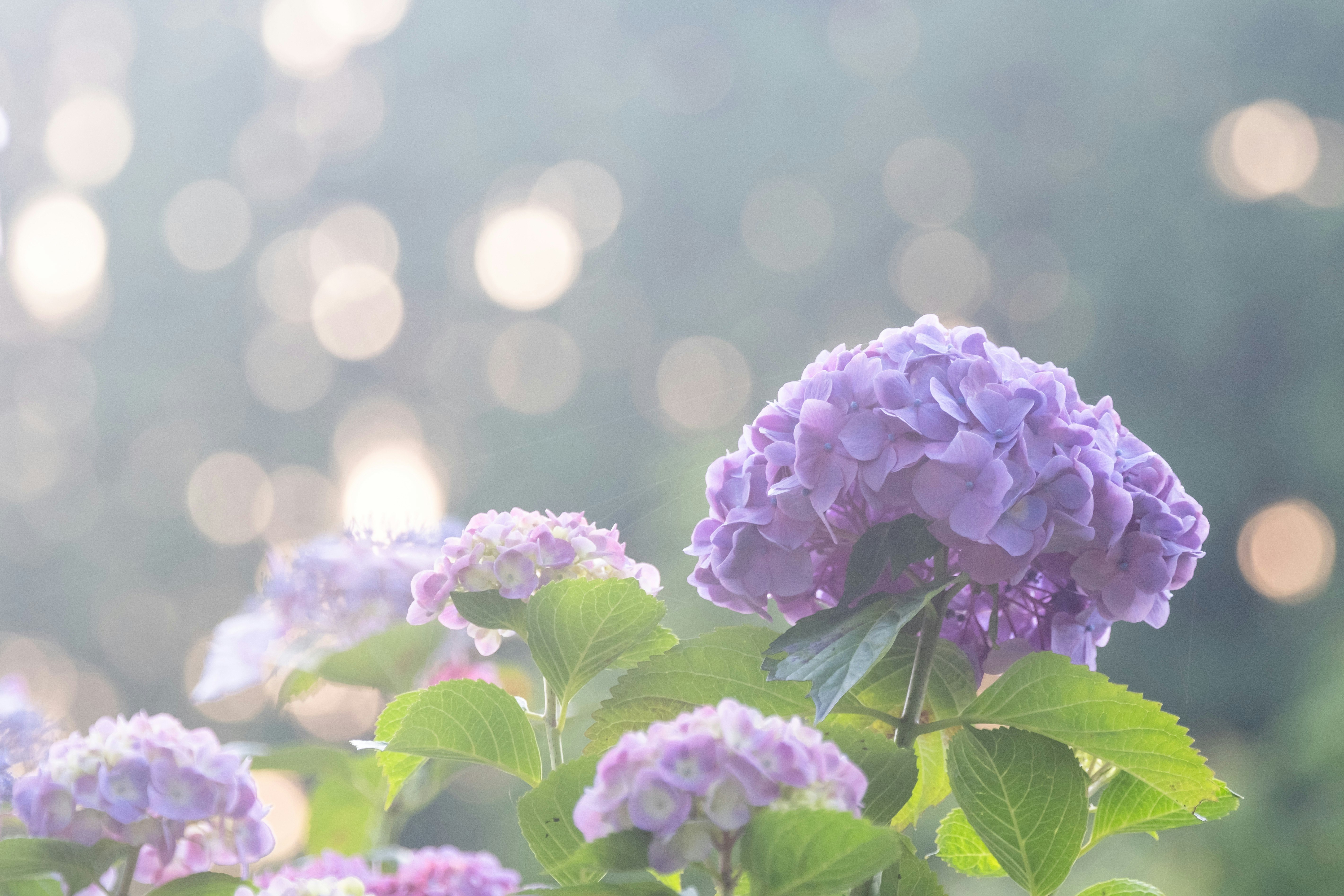 紫陽花の花と朝の柔らかな光が差す背景