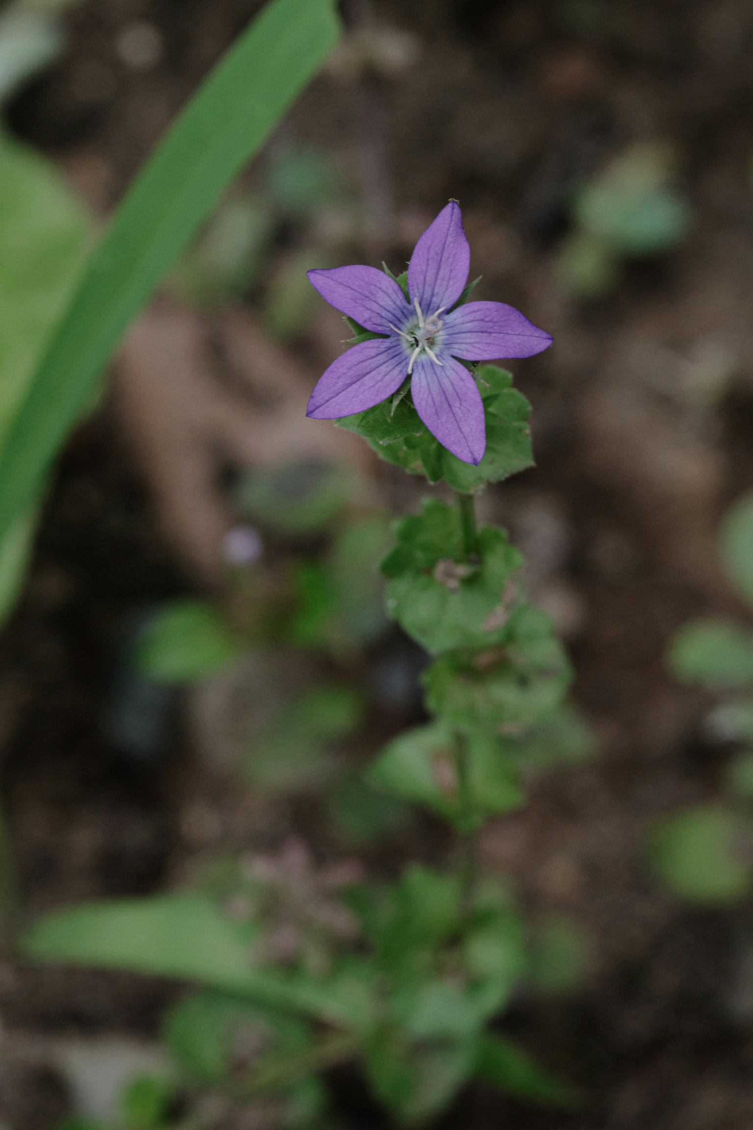 Primer plano de una planta con flores moradas