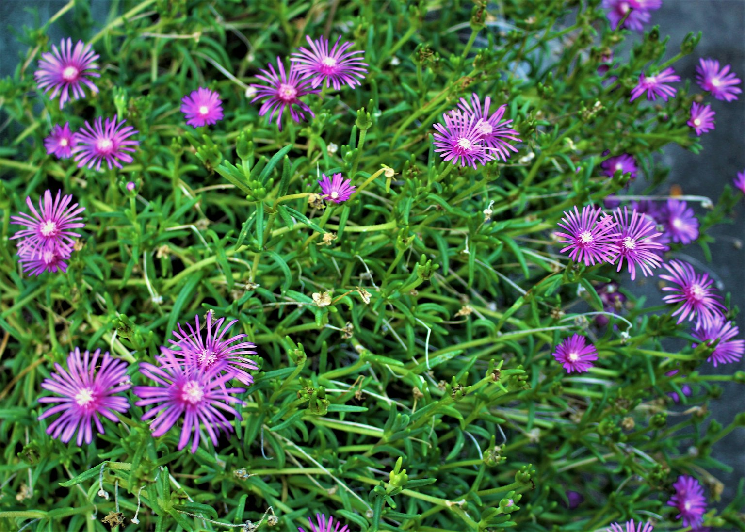 Primo piano di una pianta con fiori viola circondata da foglie verdi