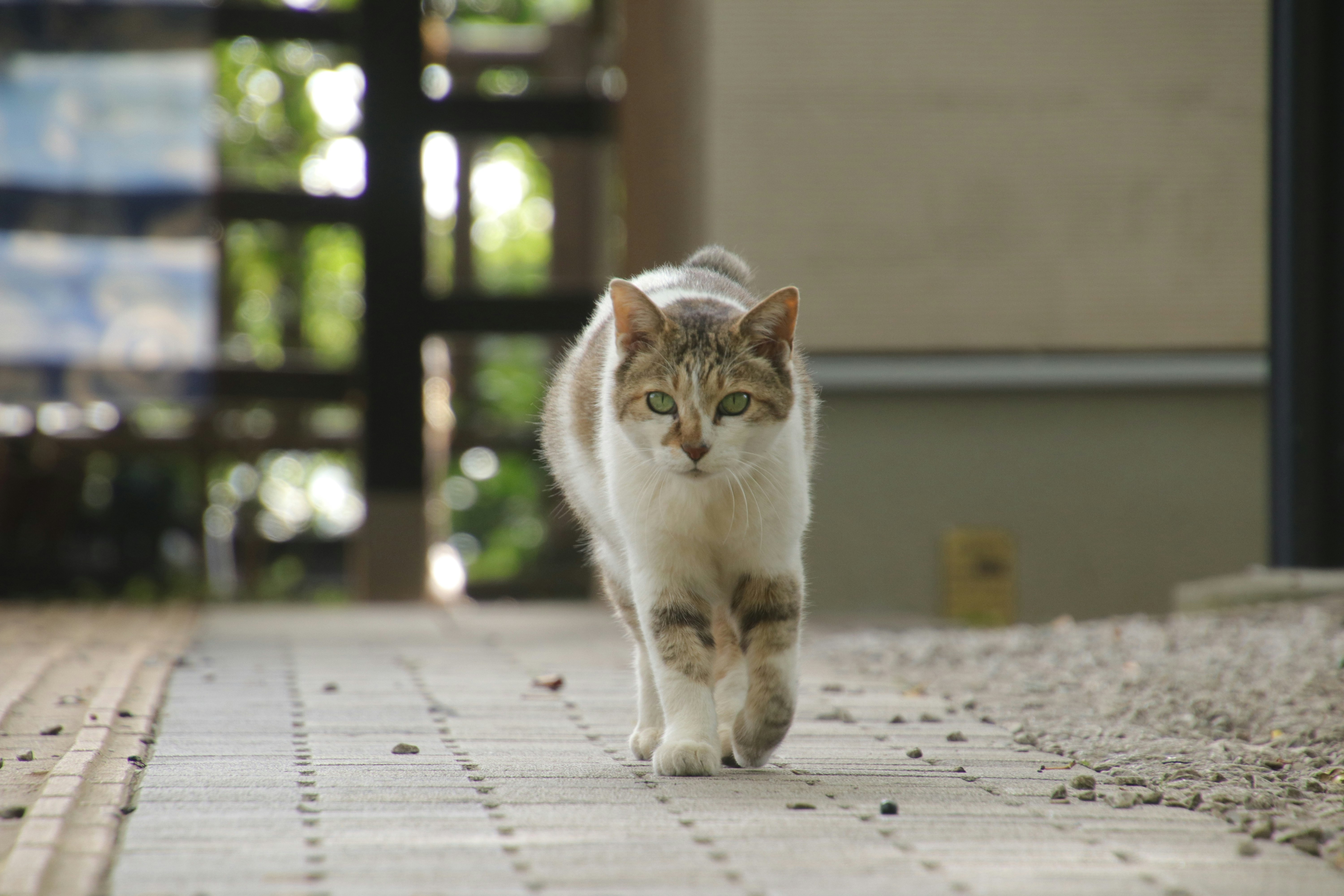 室内の床を歩く猫