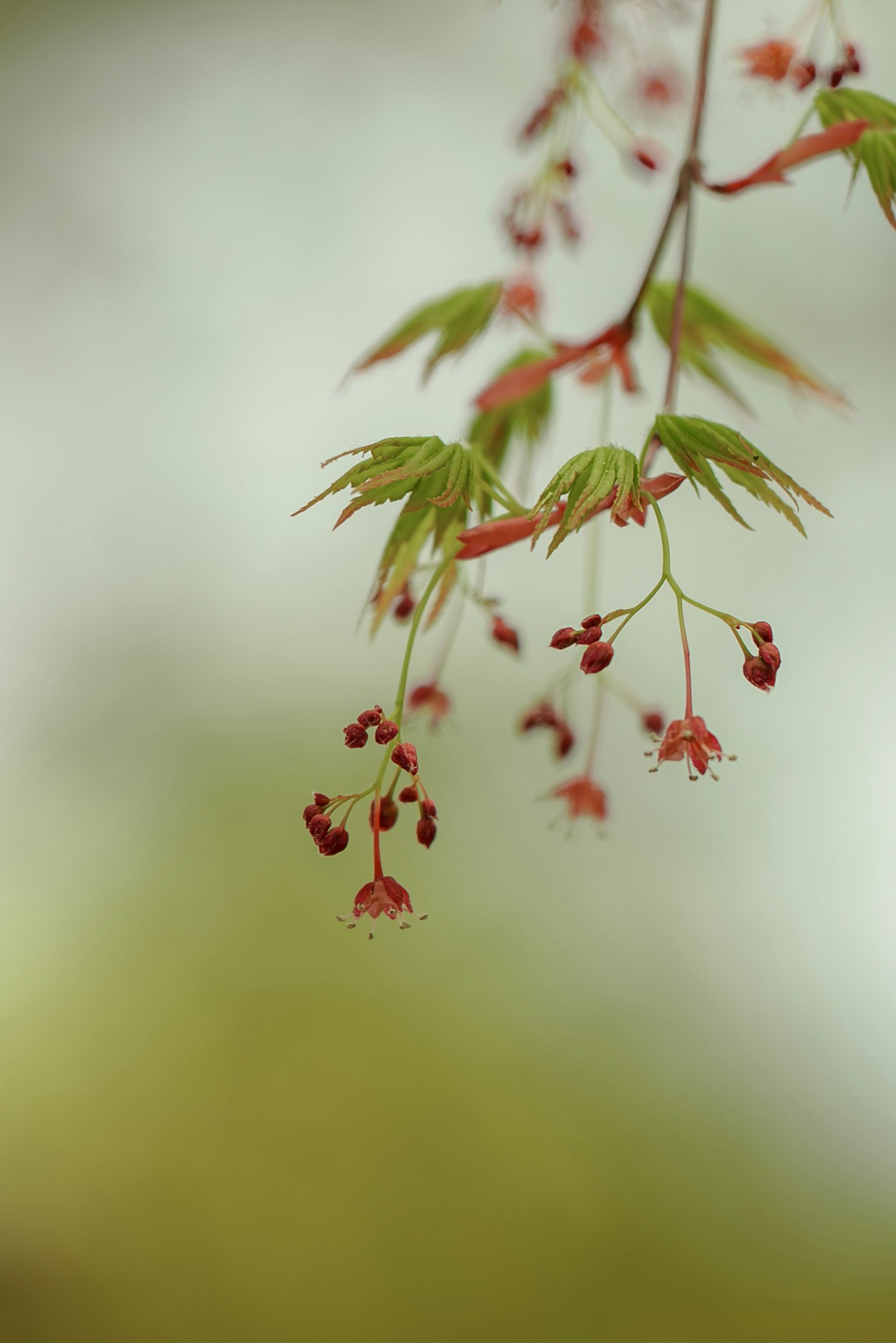 Nahaufnahme kleiner rot wirkender Blüten an einem Zweig