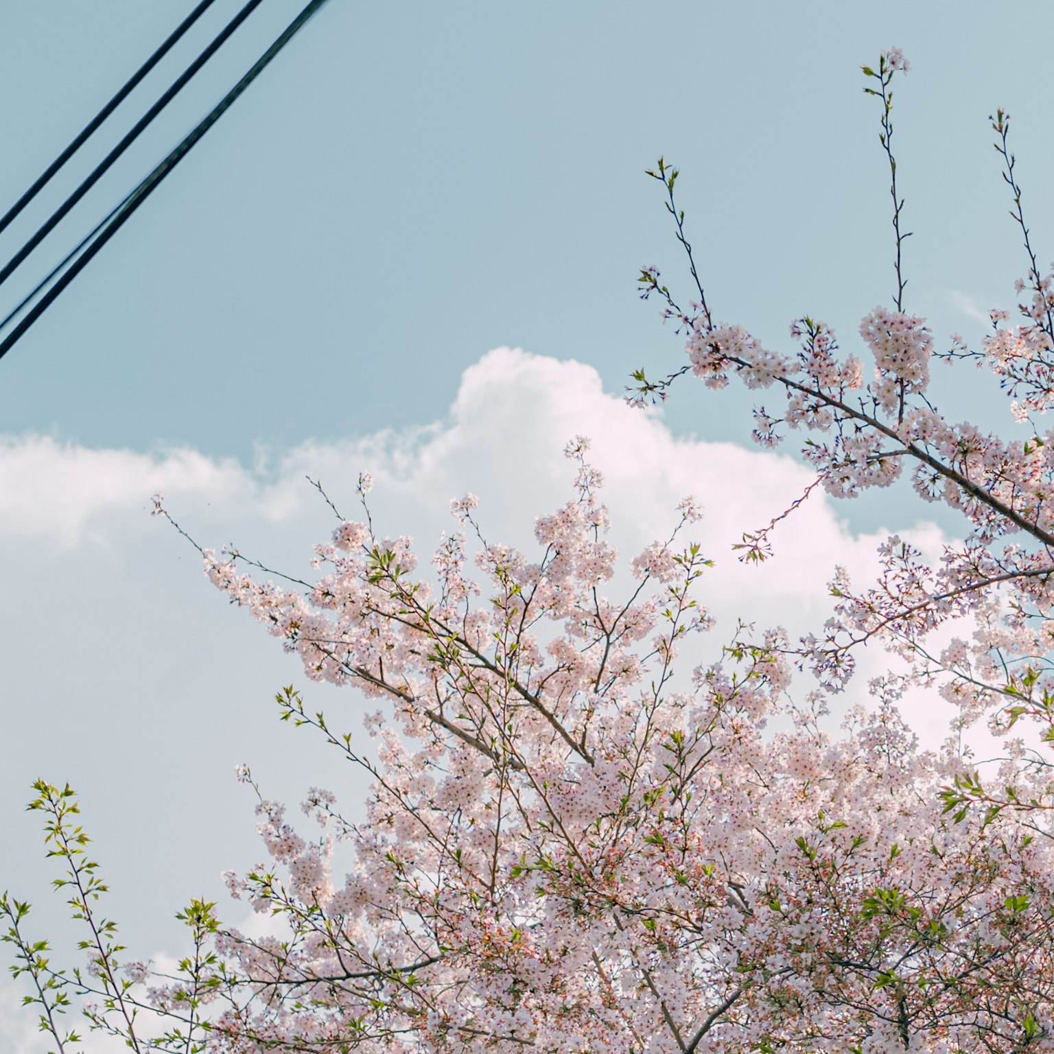 Bunga sakura mekar di bawah langit biru dengan kabel listrik