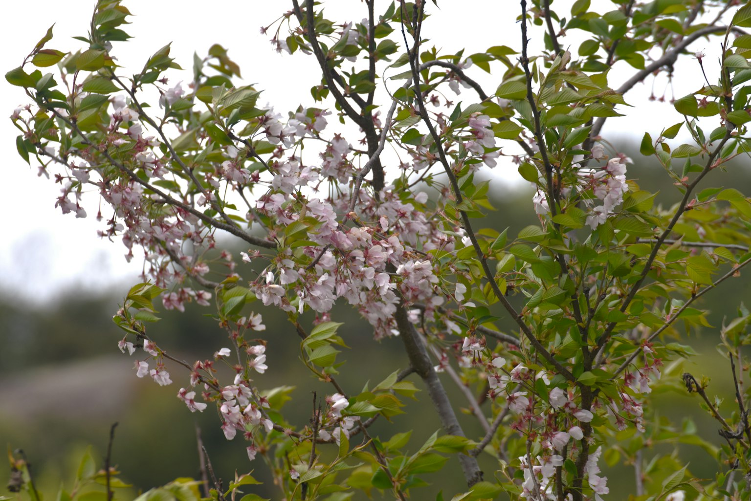 Imagen de una rama de árbol con flores rosas delicadas y hojas verdes